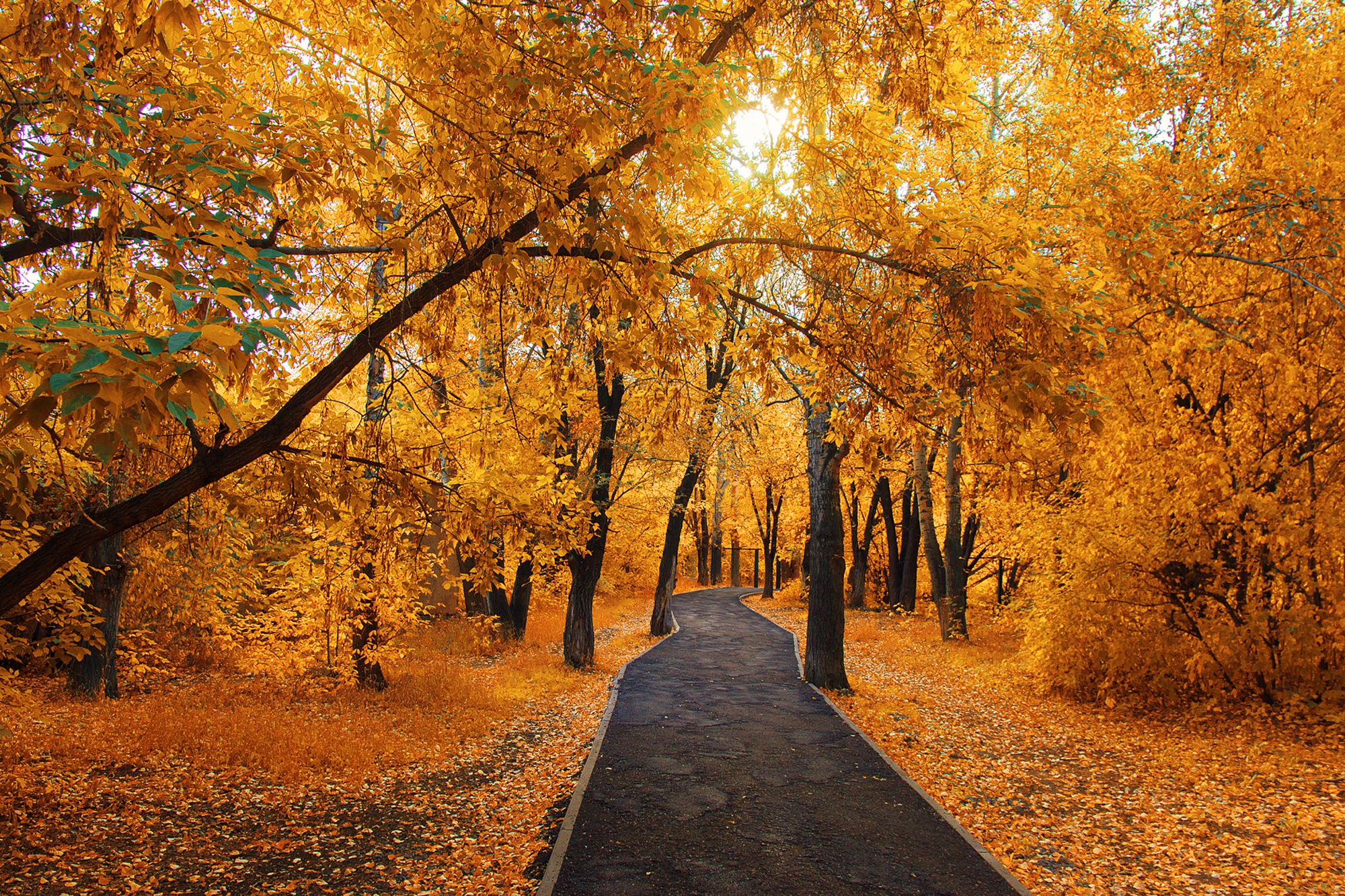 Descarga gratis la imagen Naturaleza, Otoño, Camino, Tierra/naturaleza en el escritorio de tu PC