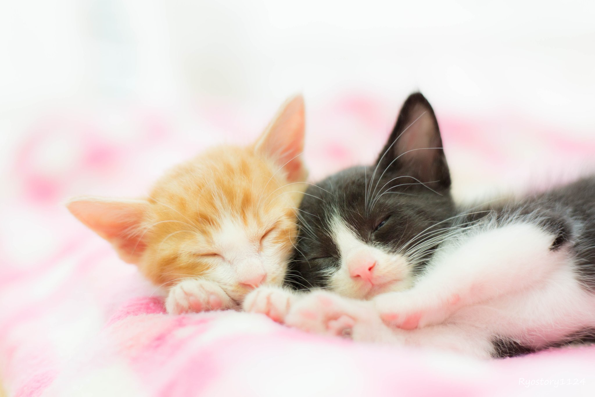 Laden Sie das Tiere, Katzen, Katze, Kätzchen, Kuscheln-Bild kostenlos auf Ihren PC-Desktop herunter