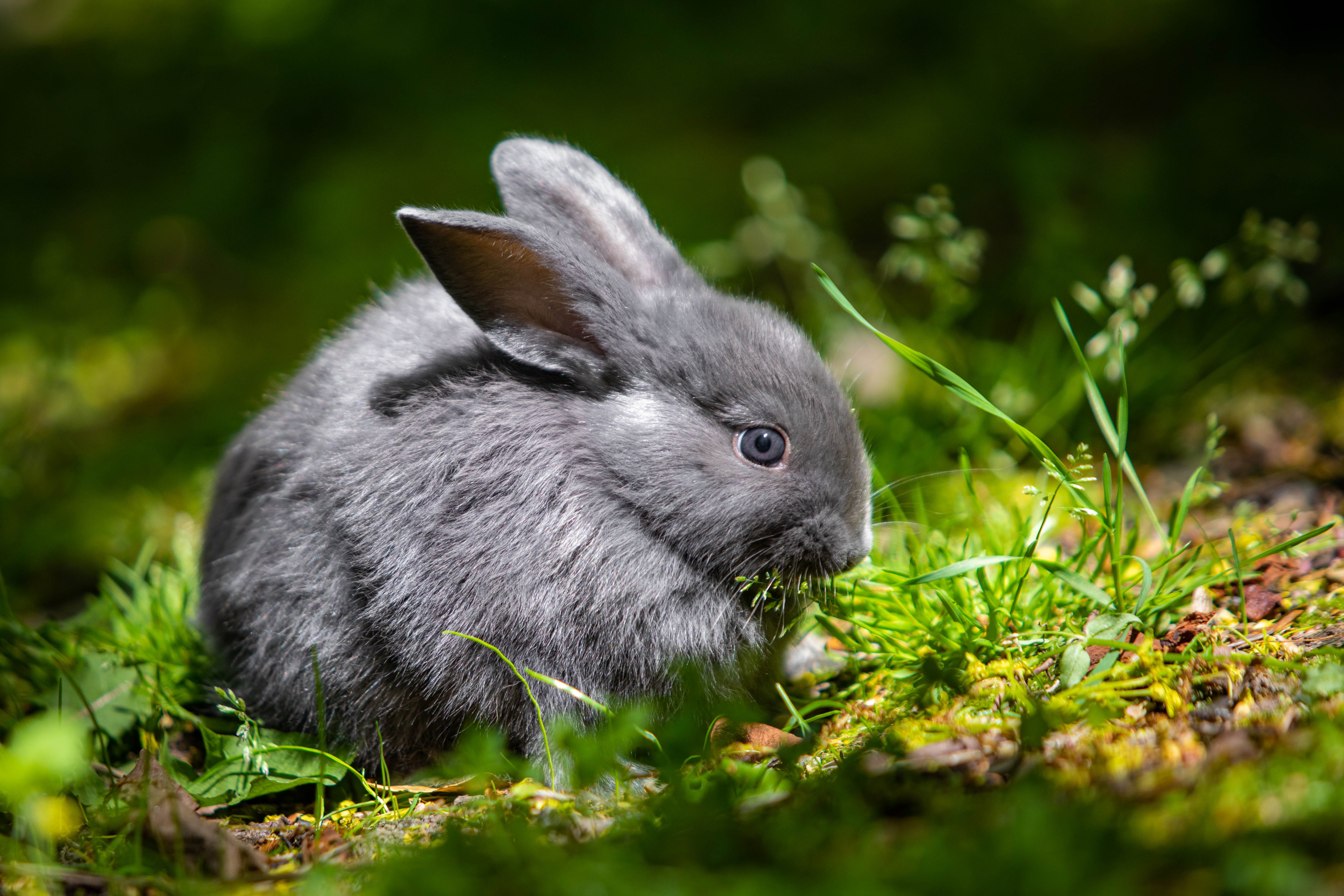 Descarga gratuita de fondo de pantalla para móvil de Animales, Conejo.