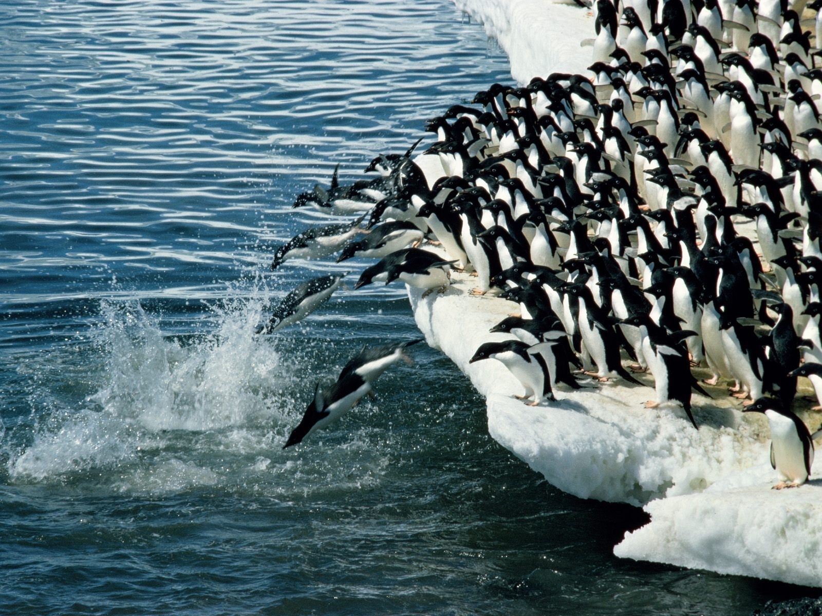 4123 Hintergrundbild herunterladen tiere, winter, wasser, pinguins, sea, antarktis arktis - Bildschirmschoner und Bilder kostenlos