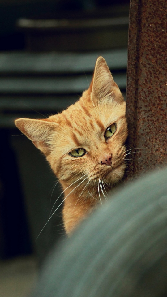 Baixar papel de parede para celular de Animais, Gatos, Gato gratuito.