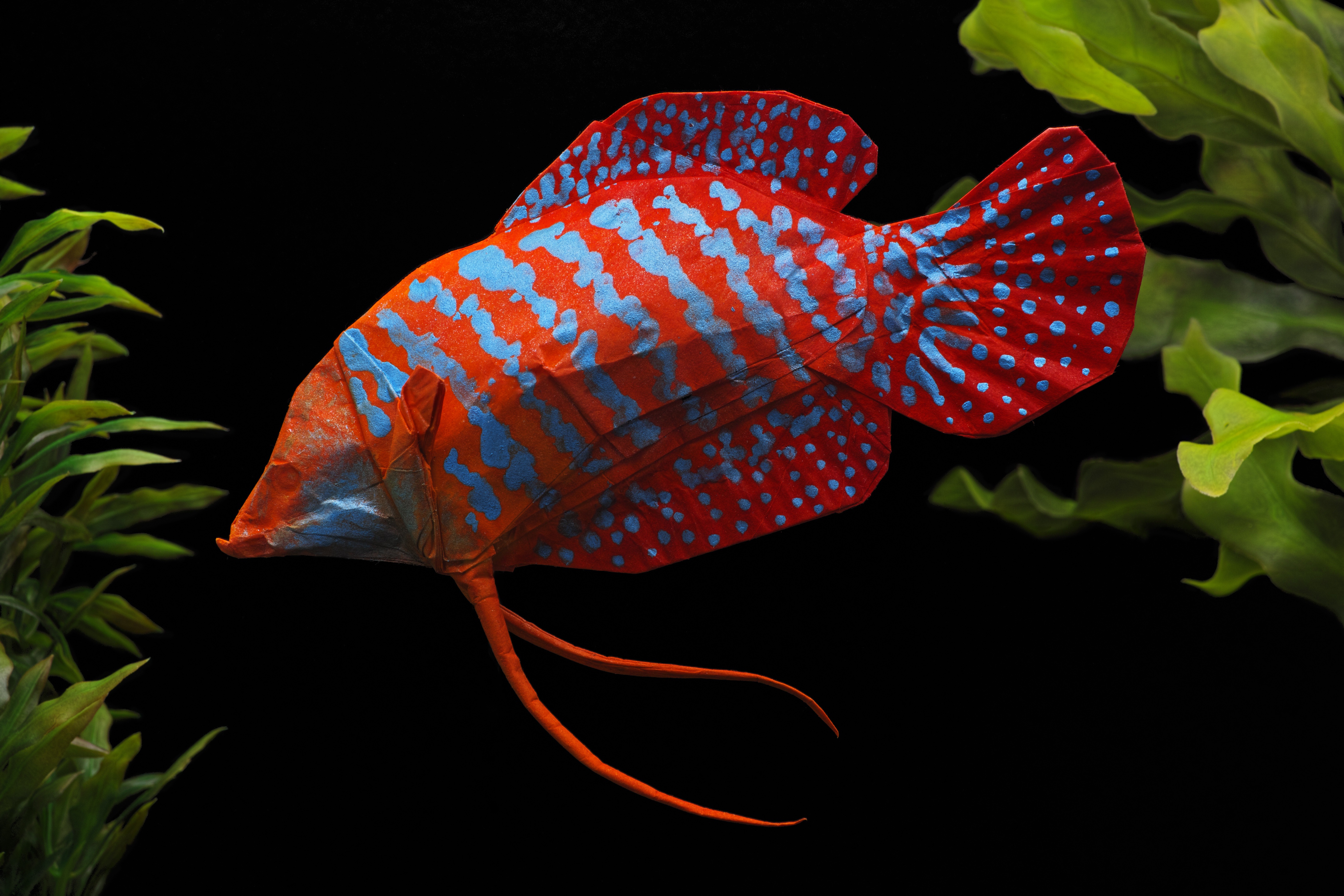 Laden Sie das Fisch, Origami, Menschengemacht-Bild kostenlos auf Ihren PC-Desktop herunter