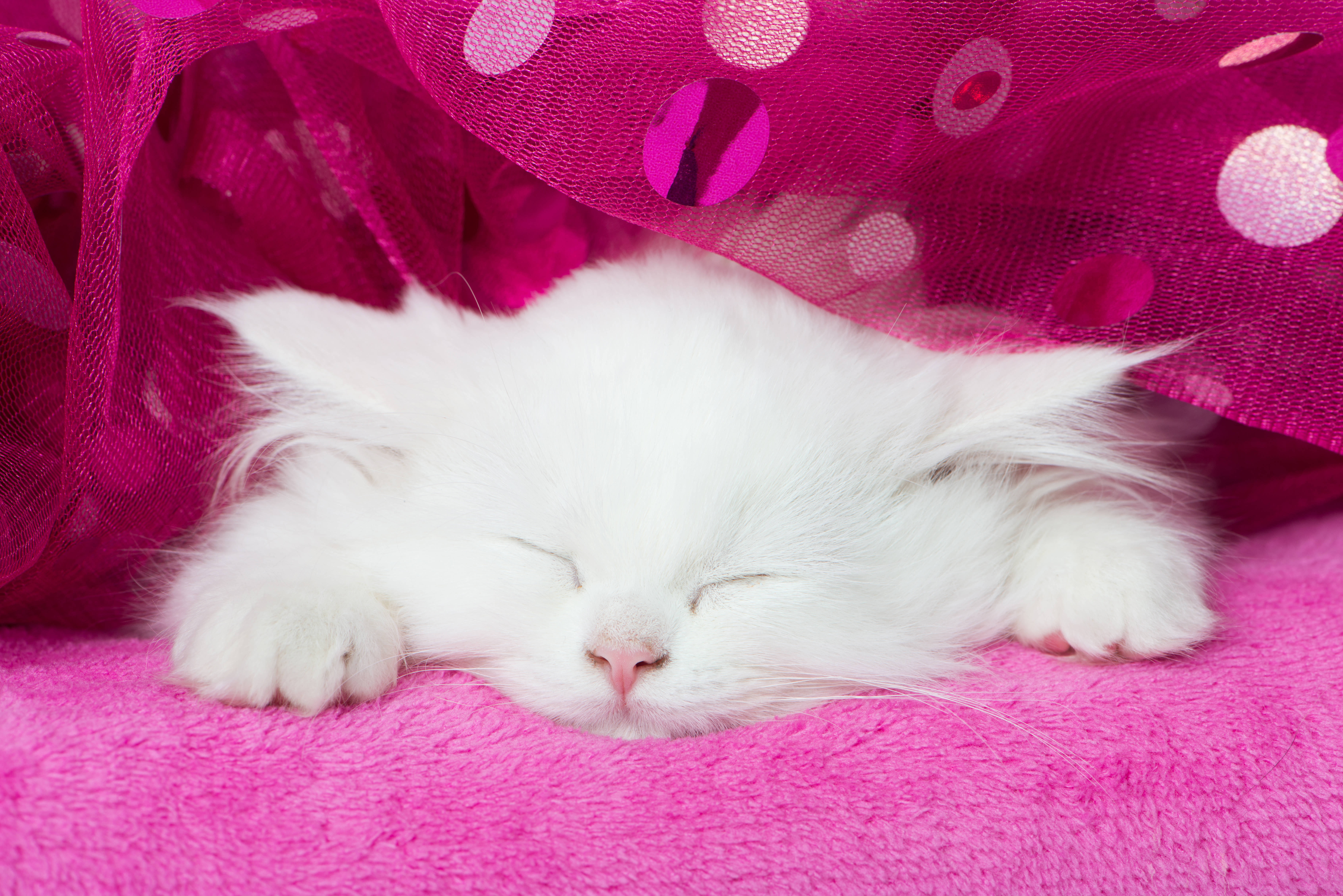Free download wallpaper Cats, Cat, Animal, Sleeping on your PC desktop