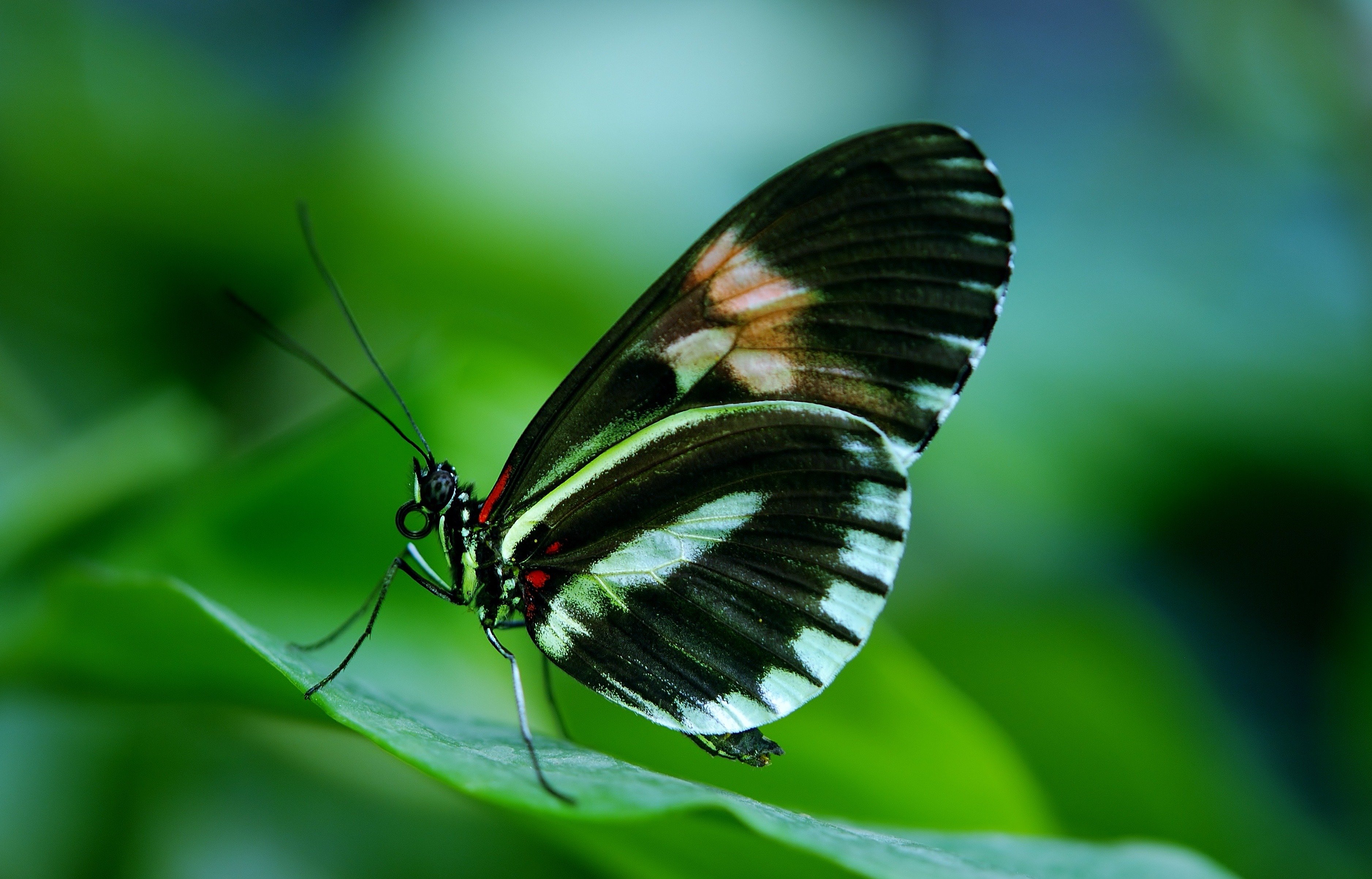 Free download wallpaper Close Up, Insect, Butterfly, Animal on your PC desktop