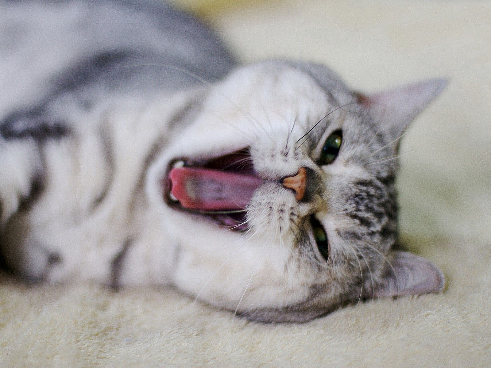 animals, cat, muzzle, mouth, to yawn, yawn, nose for android