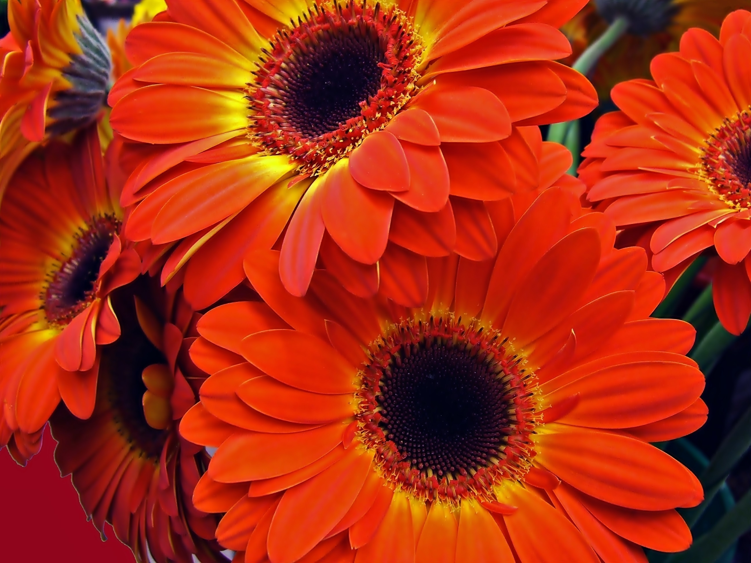 Laden Sie das Blumen, Gerbera, Blume, Erde/natur, Orangene Blume-Bild kostenlos auf Ihren PC-Desktop herunter