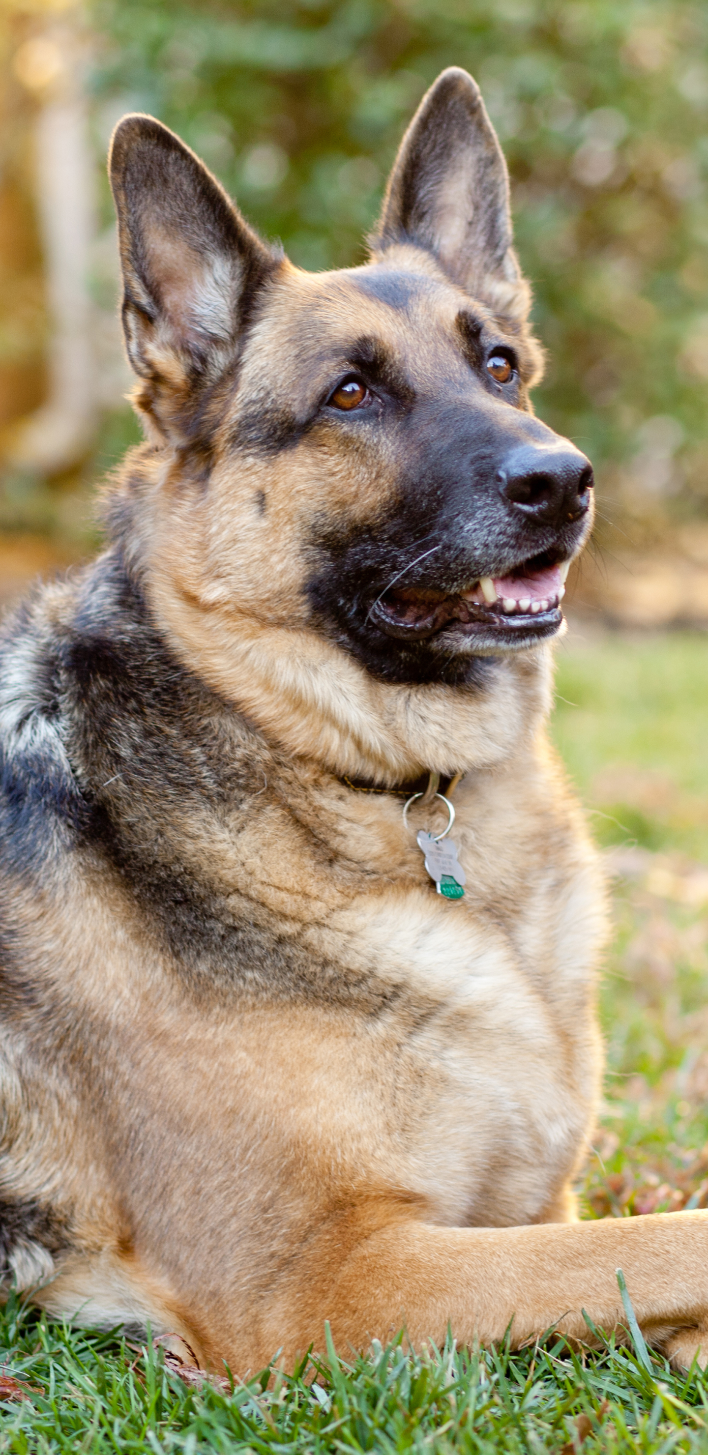 Handy-Wallpaper Tiere, Hunde, Hund, Schäferhund kostenlos herunterladen.