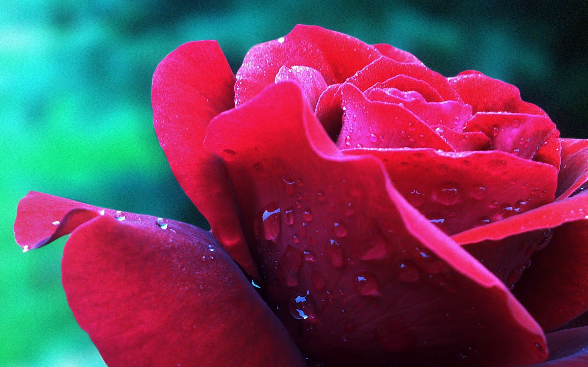 Laden Sie das Drops, Makro, Rose, Blütenblätter, Knospe, Bud, Blume-Bild kostenlos auf Ihren PC-Desktop herunter