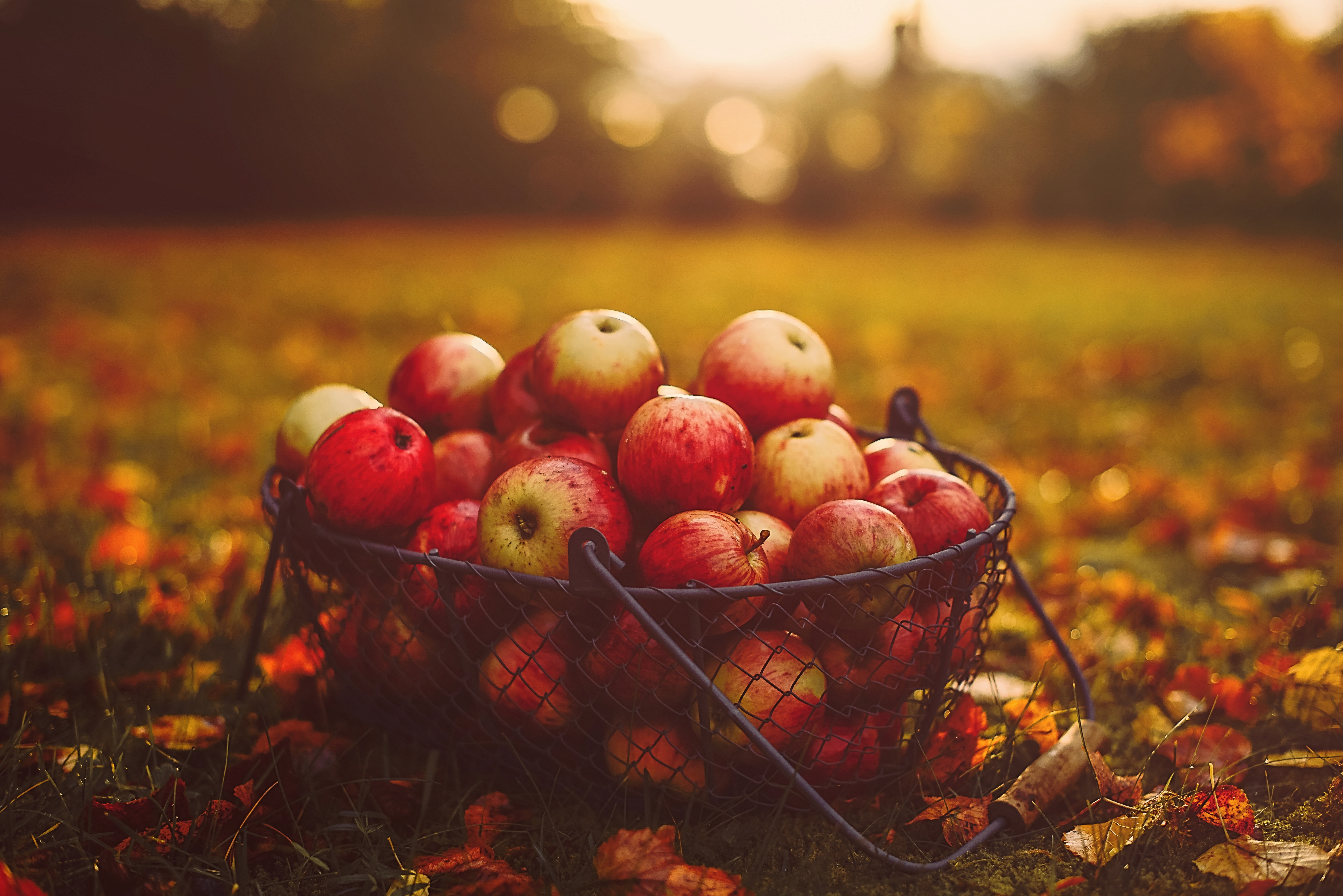 apples, food, autumn, basket, harvest