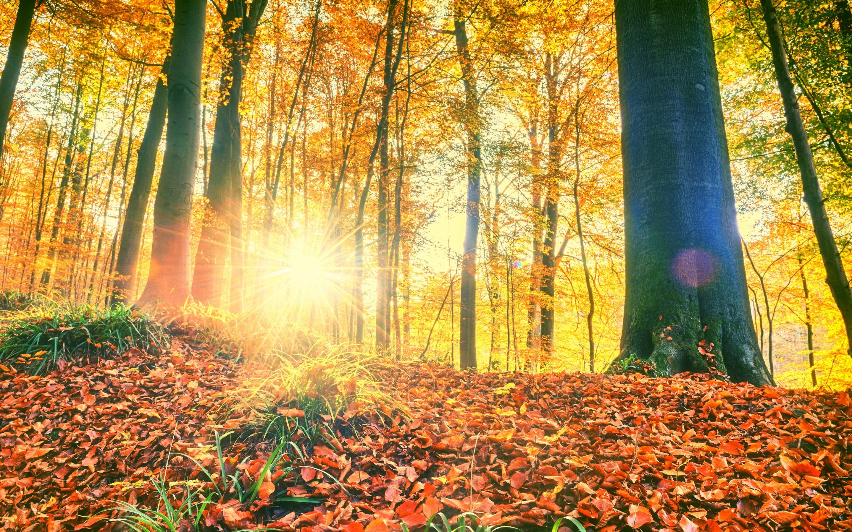 Téléchargez gratuitement l'image Automne, Forêt, Rayon De Soleil, Terre/nature sur le bureau de votre PC