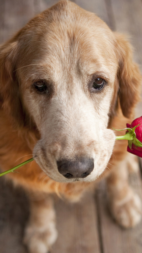 Download mobile wallpaper Dogs, Love, Animal, Golden Retriever for free.