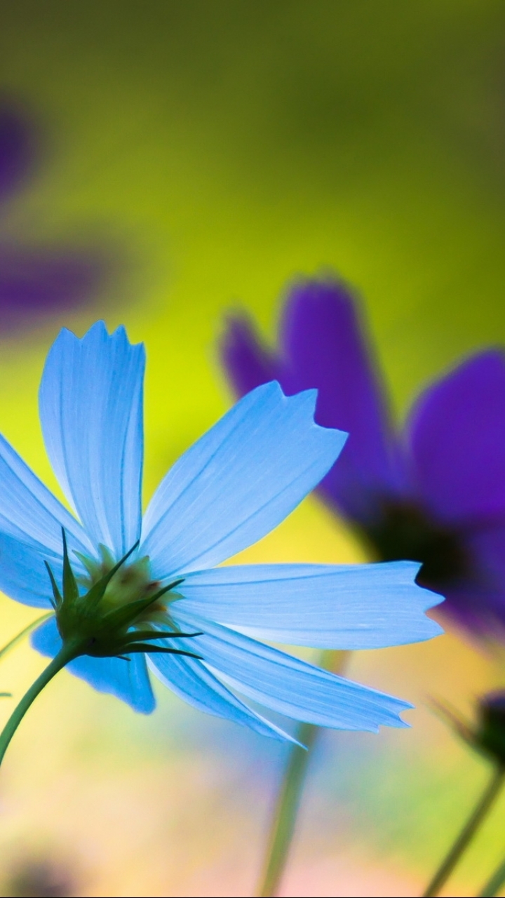 Descarga gratuita de fondo de pantalla para móvil de Flores, Flor, Tierra/naturaleza.