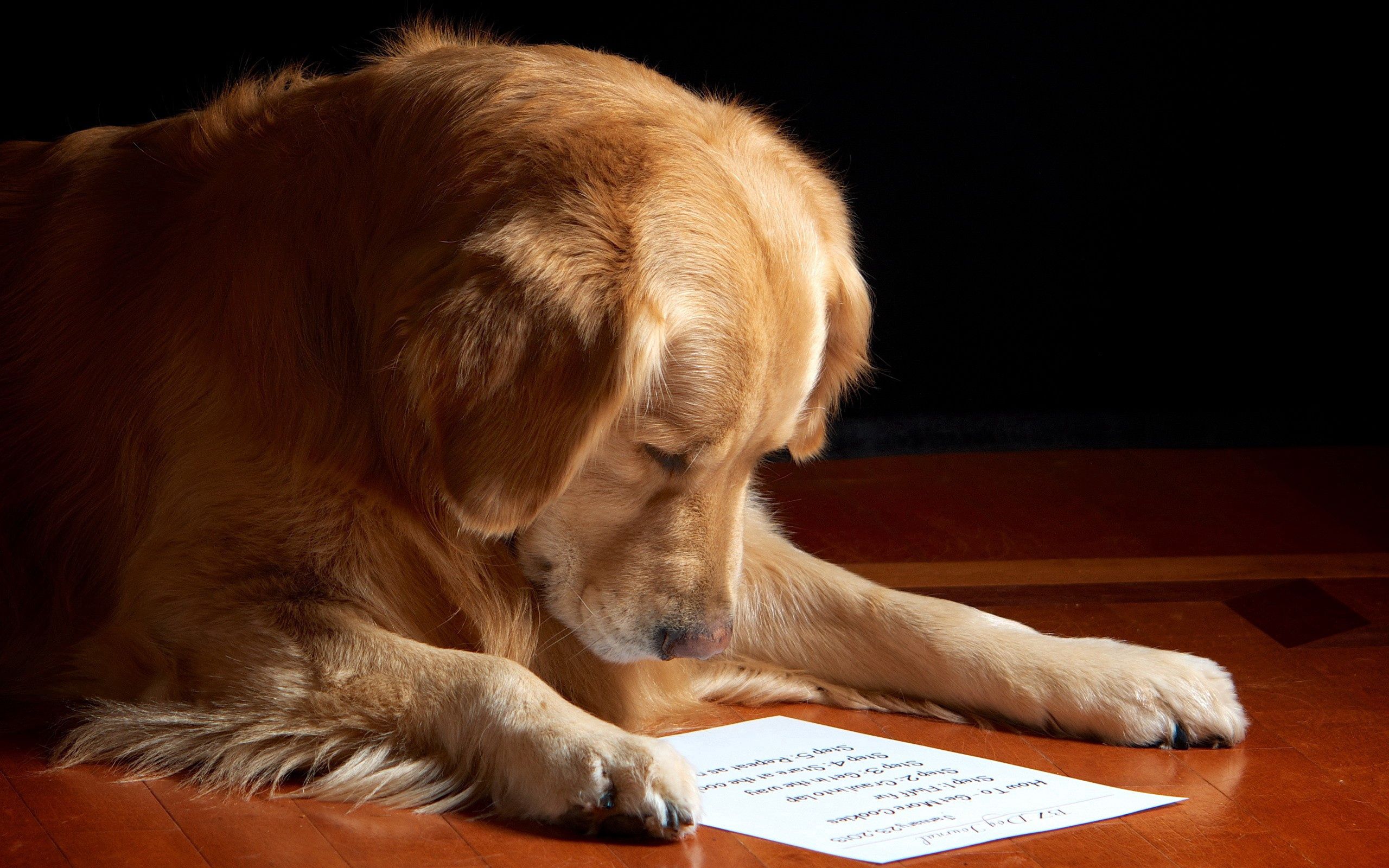 animals, leaf, reading, muzzle, dog, sheet, paper phone background