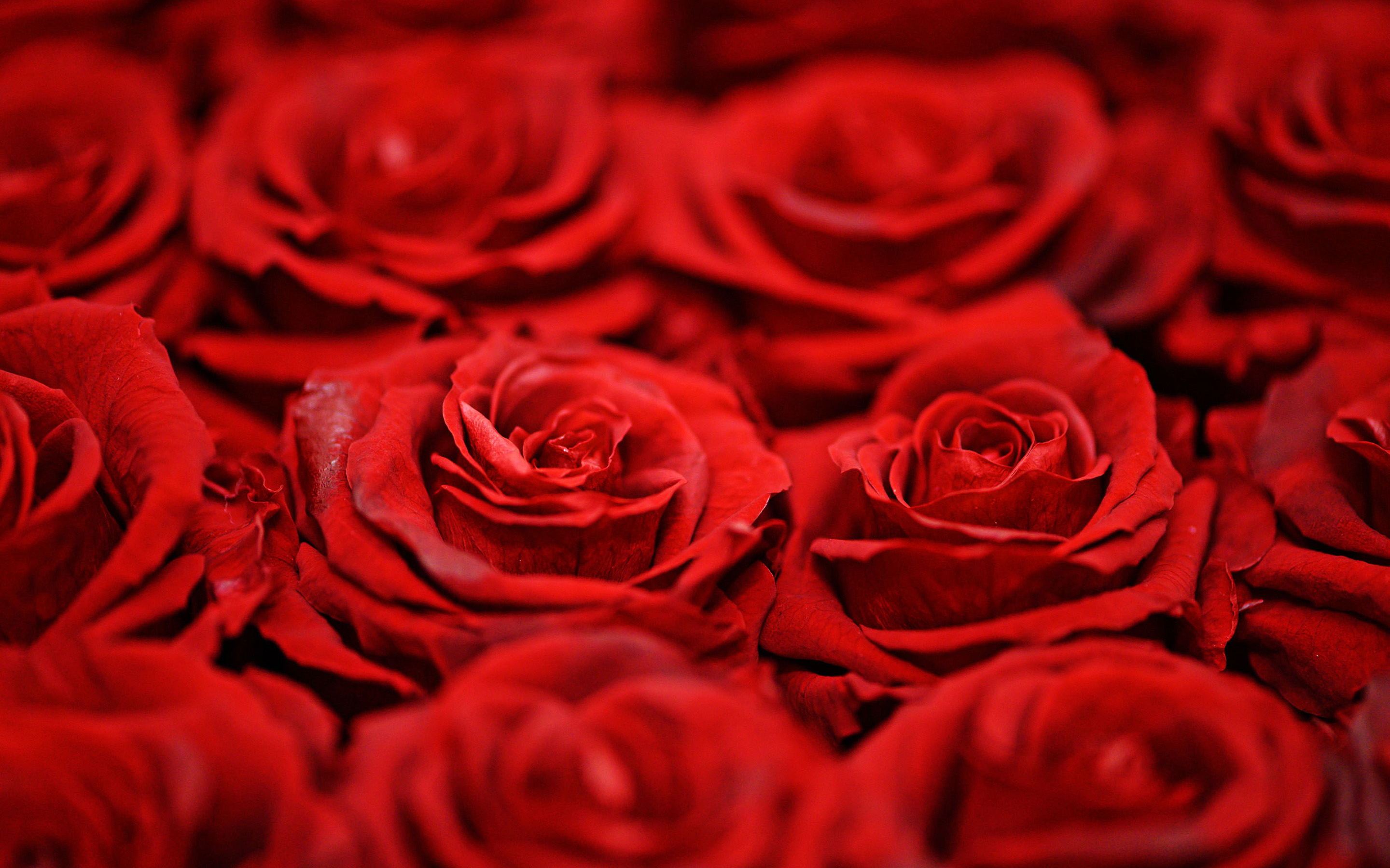 Download mobile wallpaper Flower, Rose, Earth, Red Rose, Red Flower for free.