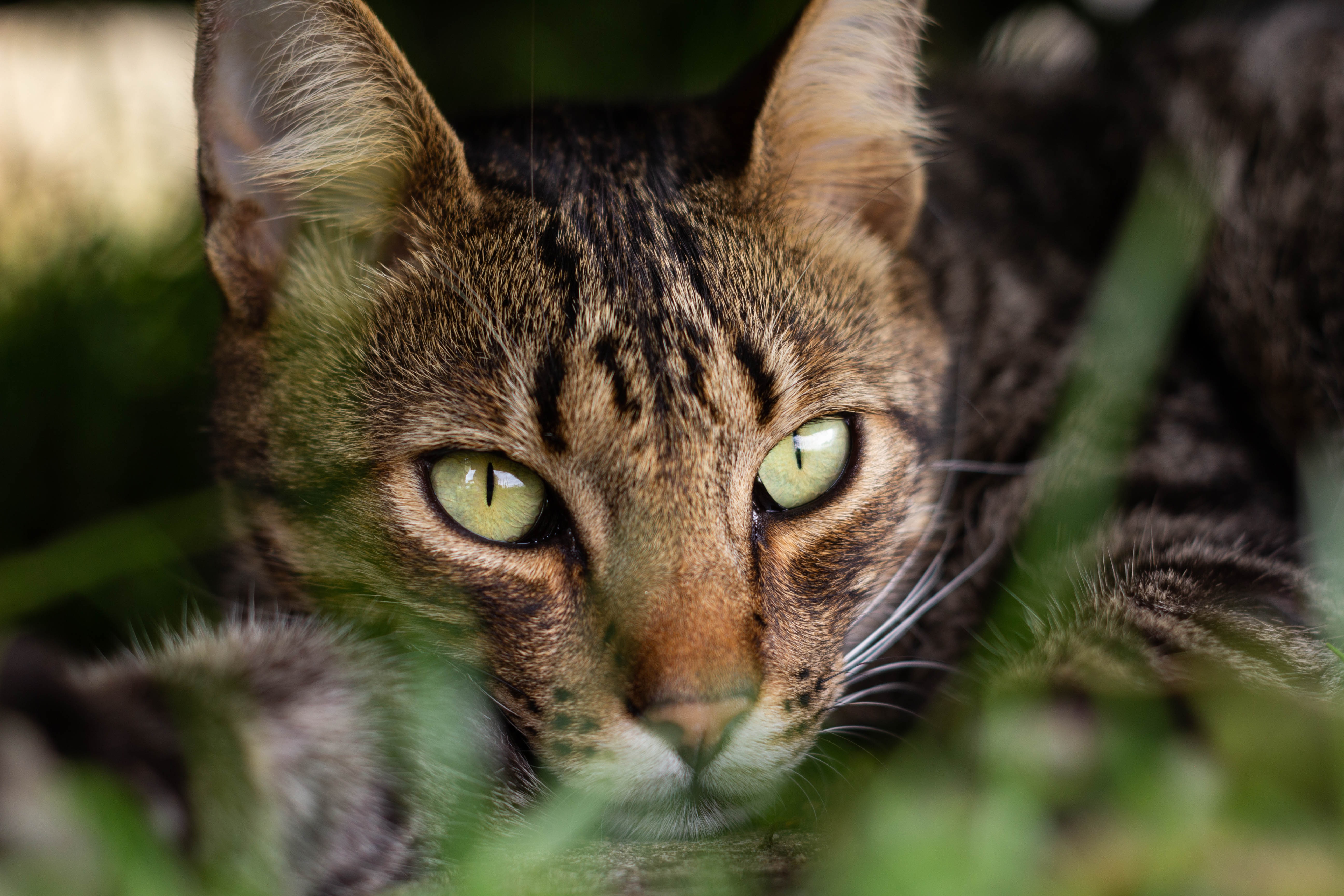 Baixar papel de parede para celular de Gato, Gatos, Animais gratuito.