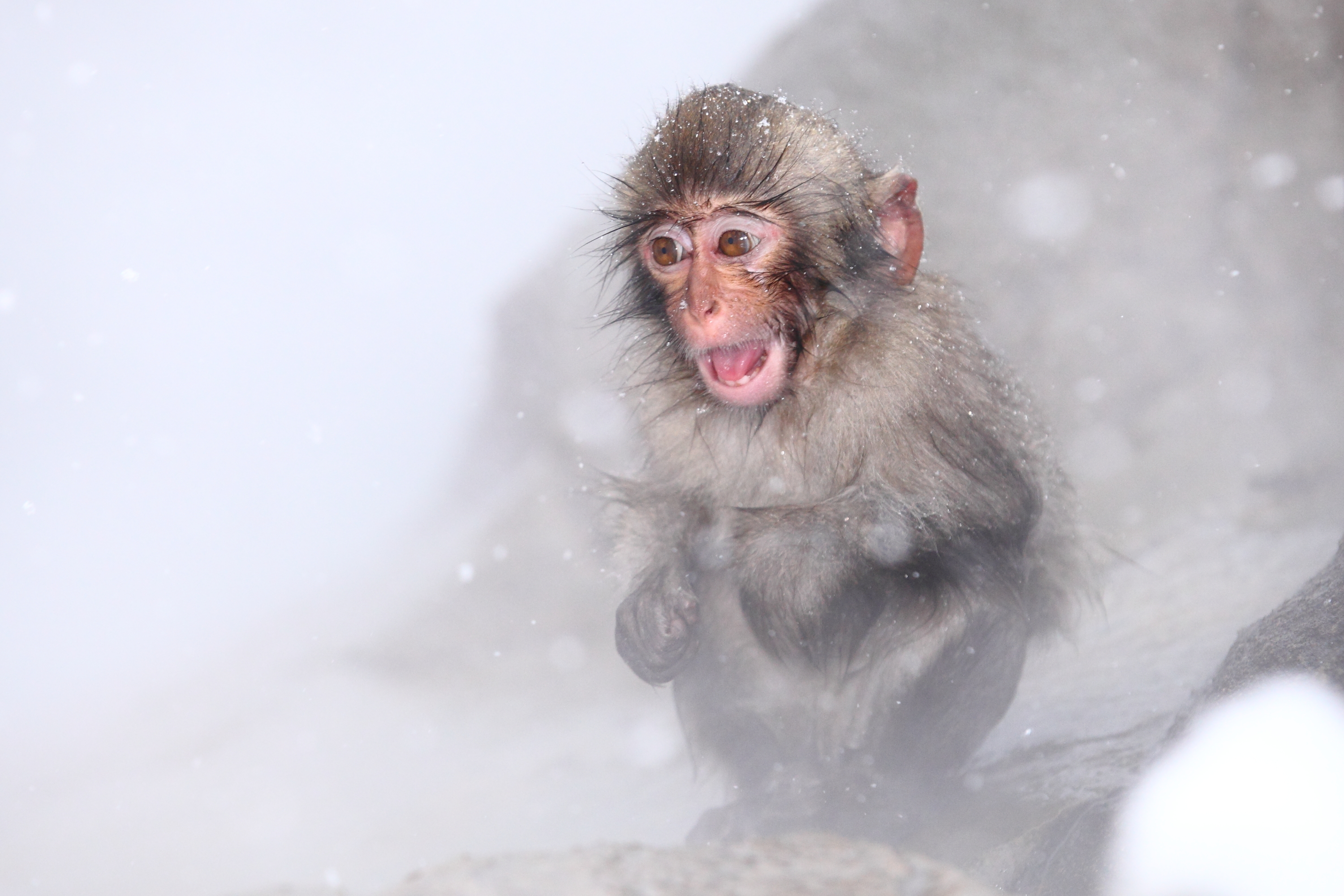 279144 télécharger le fond d'écran animaux, macaque japonais, singe, singes - économiseurs d'écran et images gratuitement