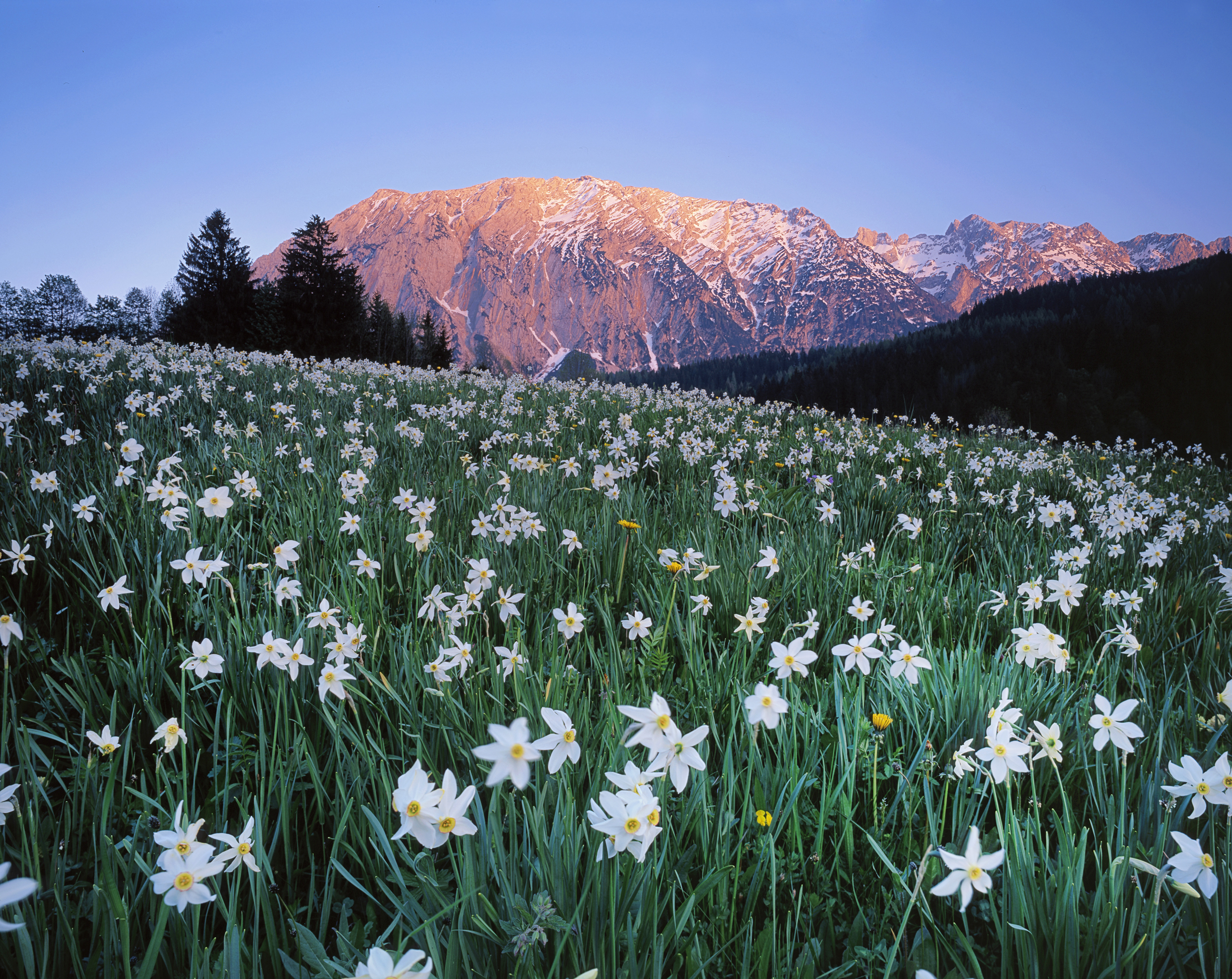 145827 скачать обои луг, австрия, поле, цветы, природа, небо, горы - заставки и картинки бесплатно