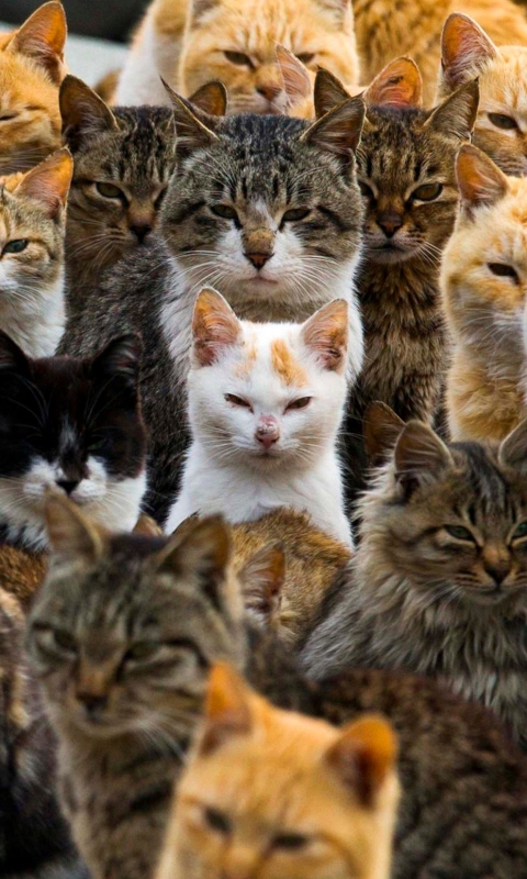 Download mobile wallpaper Cats, Cat, Animal, Japan, Aoshima for free.