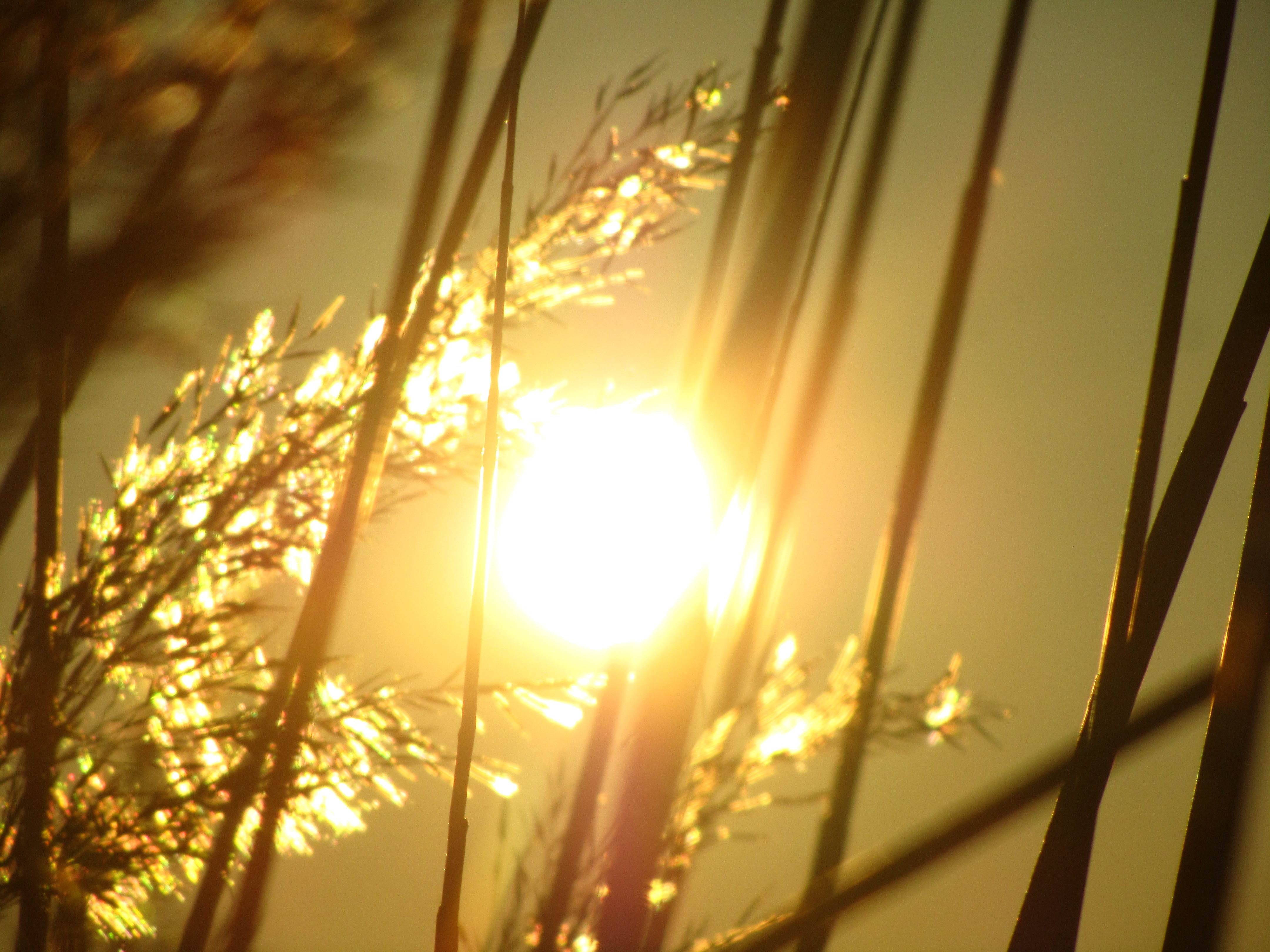 Laden Sie das Sonnenstrahl, Erde/natur-Bild kostenlos auf Ihren PC-Desktop herunter