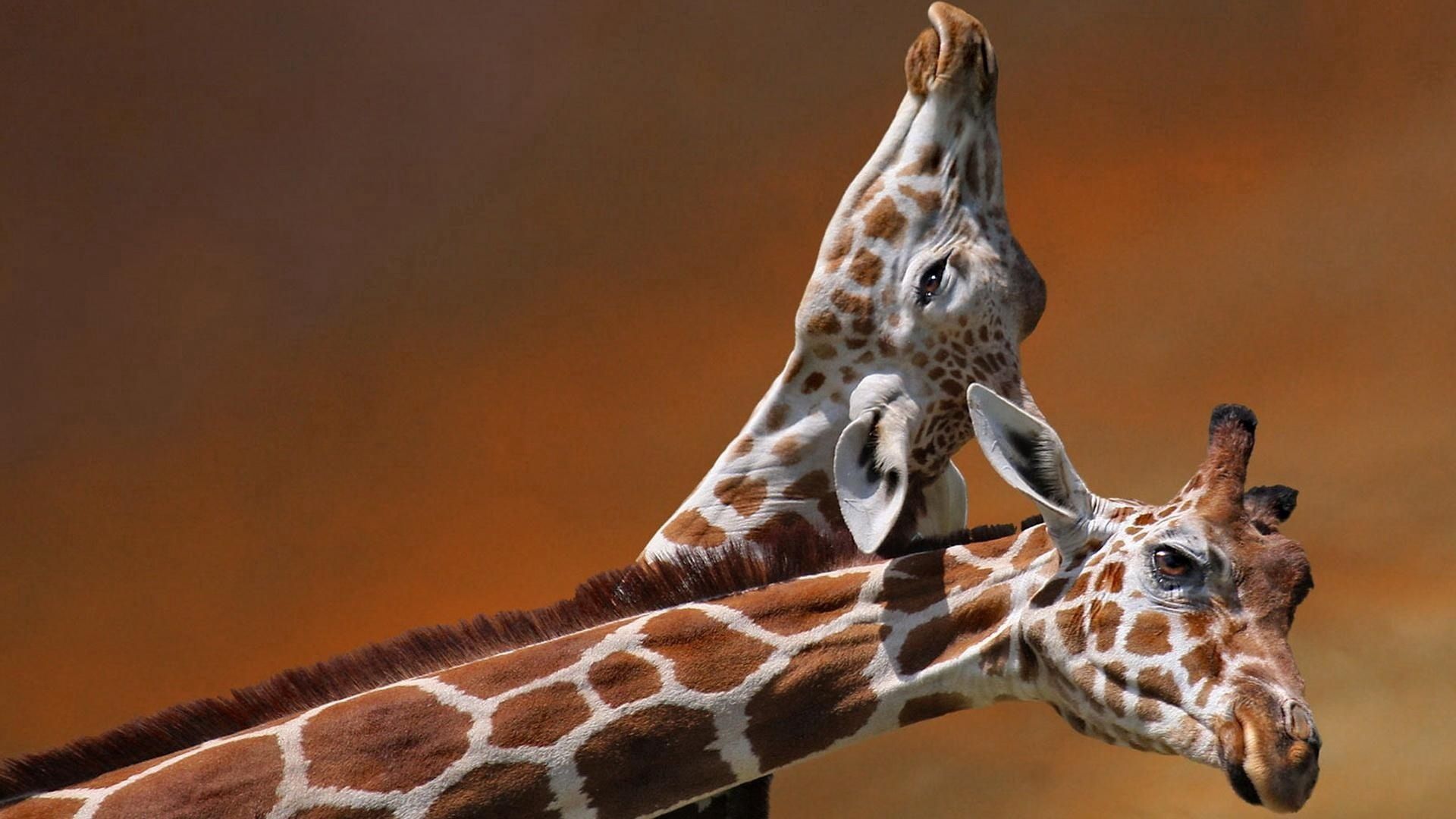 Télécharger des fonds d'écran Girafes HD