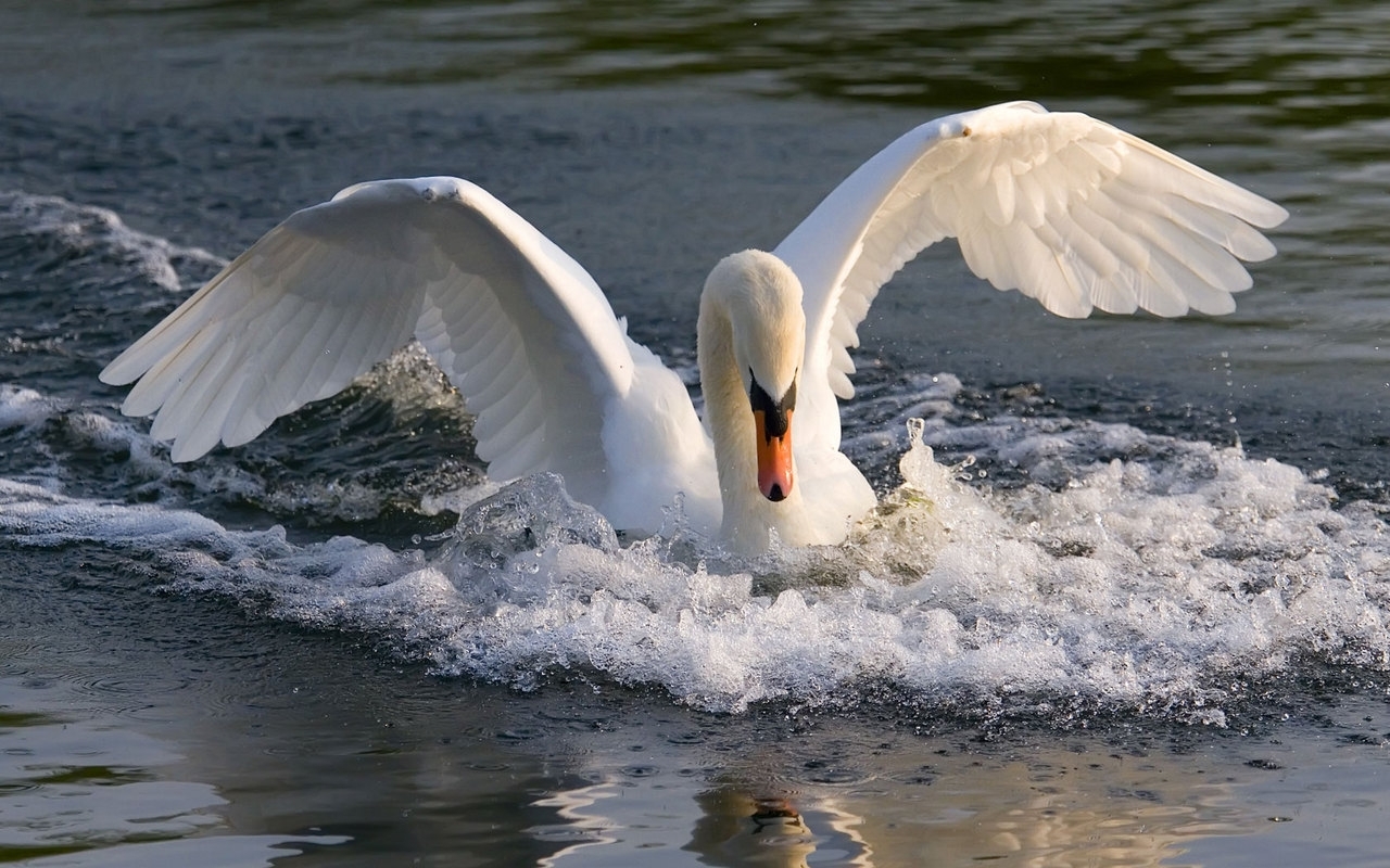 swans, animals, birds, water