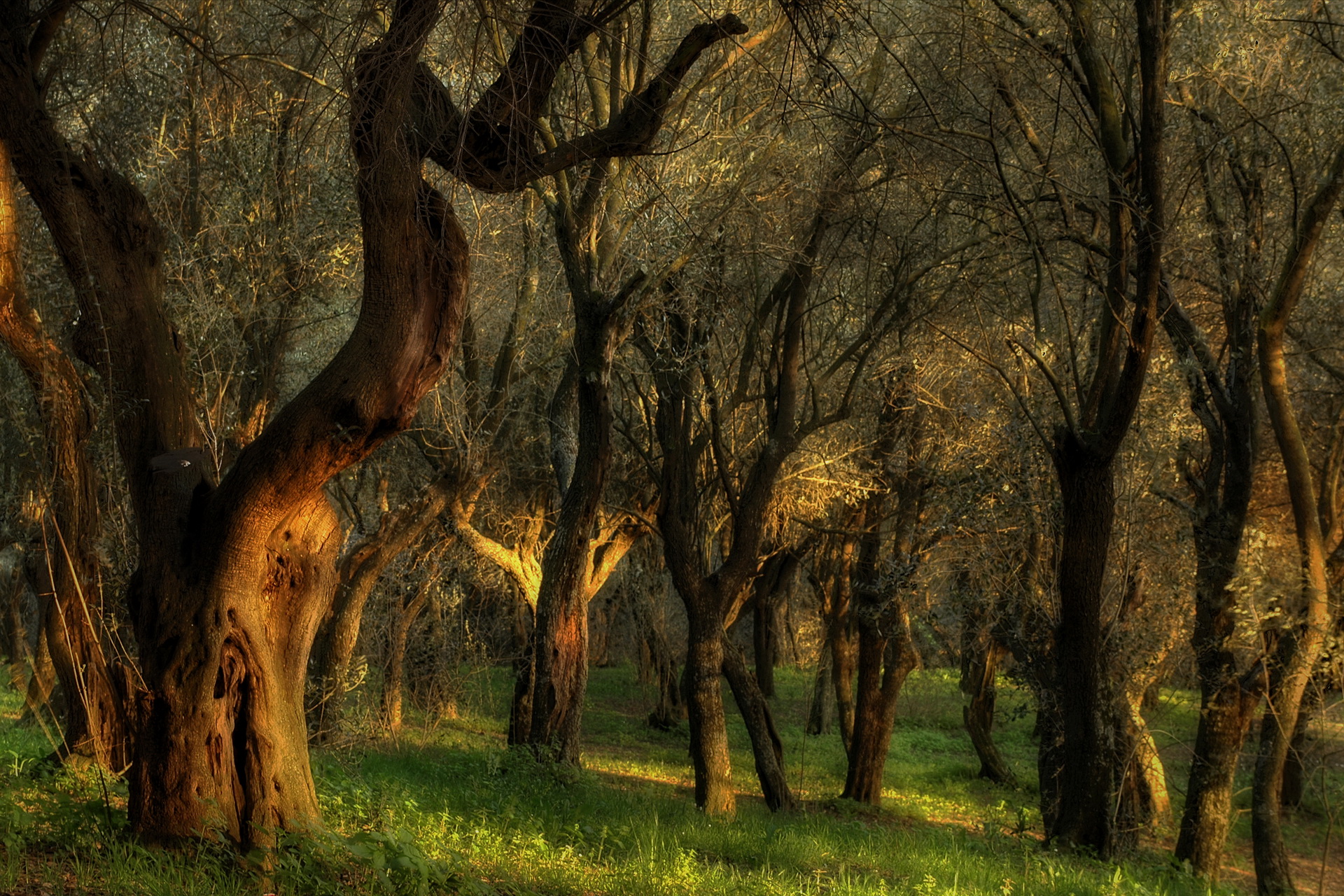 Descarga gratis la imagen Bosque, Tierra/naturaleza en el escritorio de tu PC