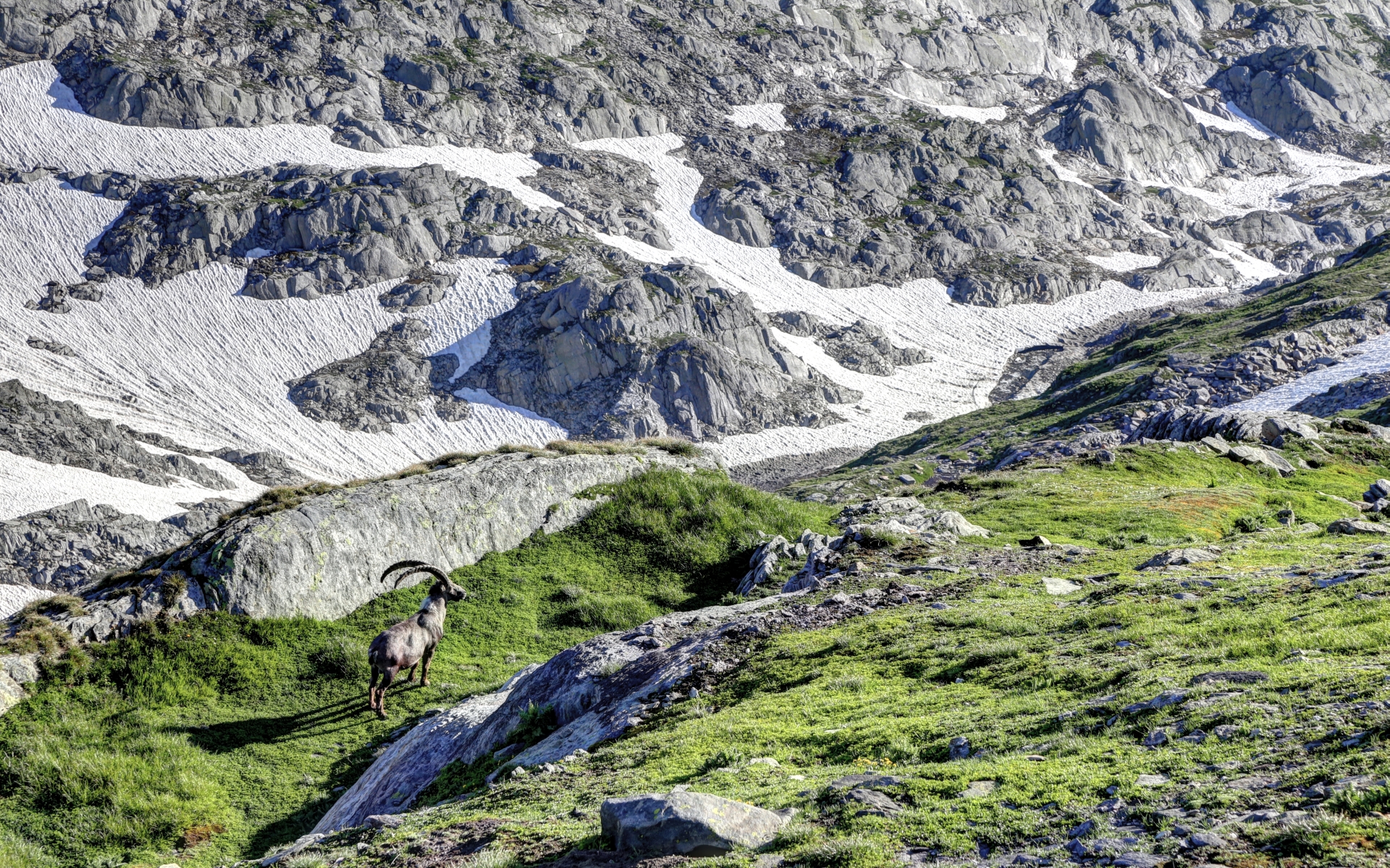 666007 скачать обои животные, альпийский козерог - заставки и картинки бесплатно