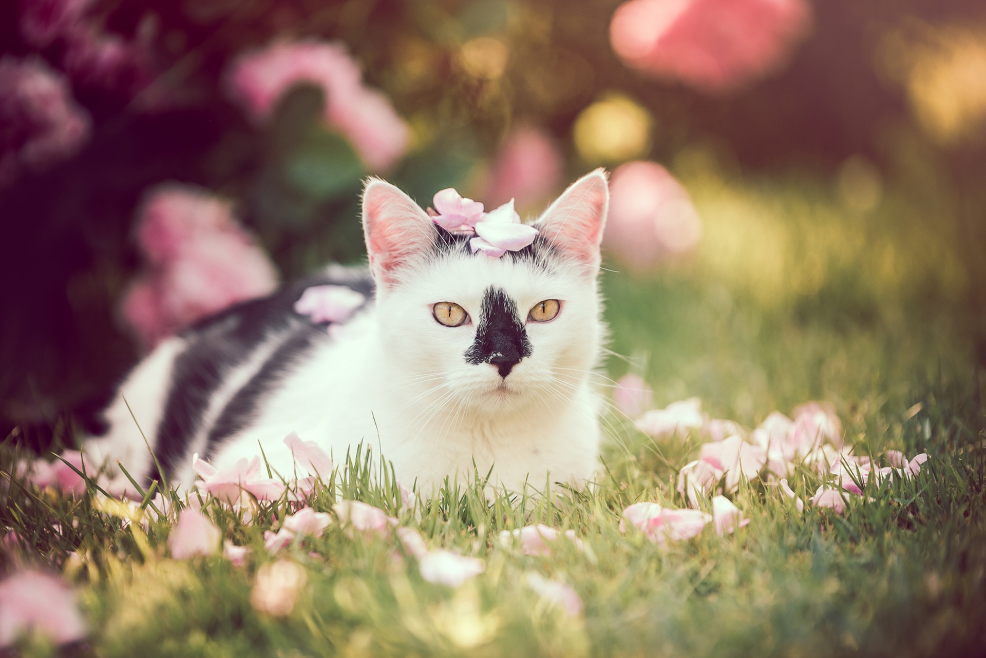 PCデスクトップに動物, ネコ, 猫, 花弁, 見詰める, 被写界深度画像を無料でダウンロード