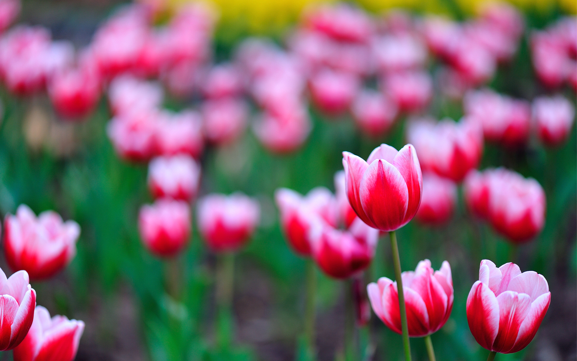 Free download wallpaper Earth, Tulip on your PC desktop