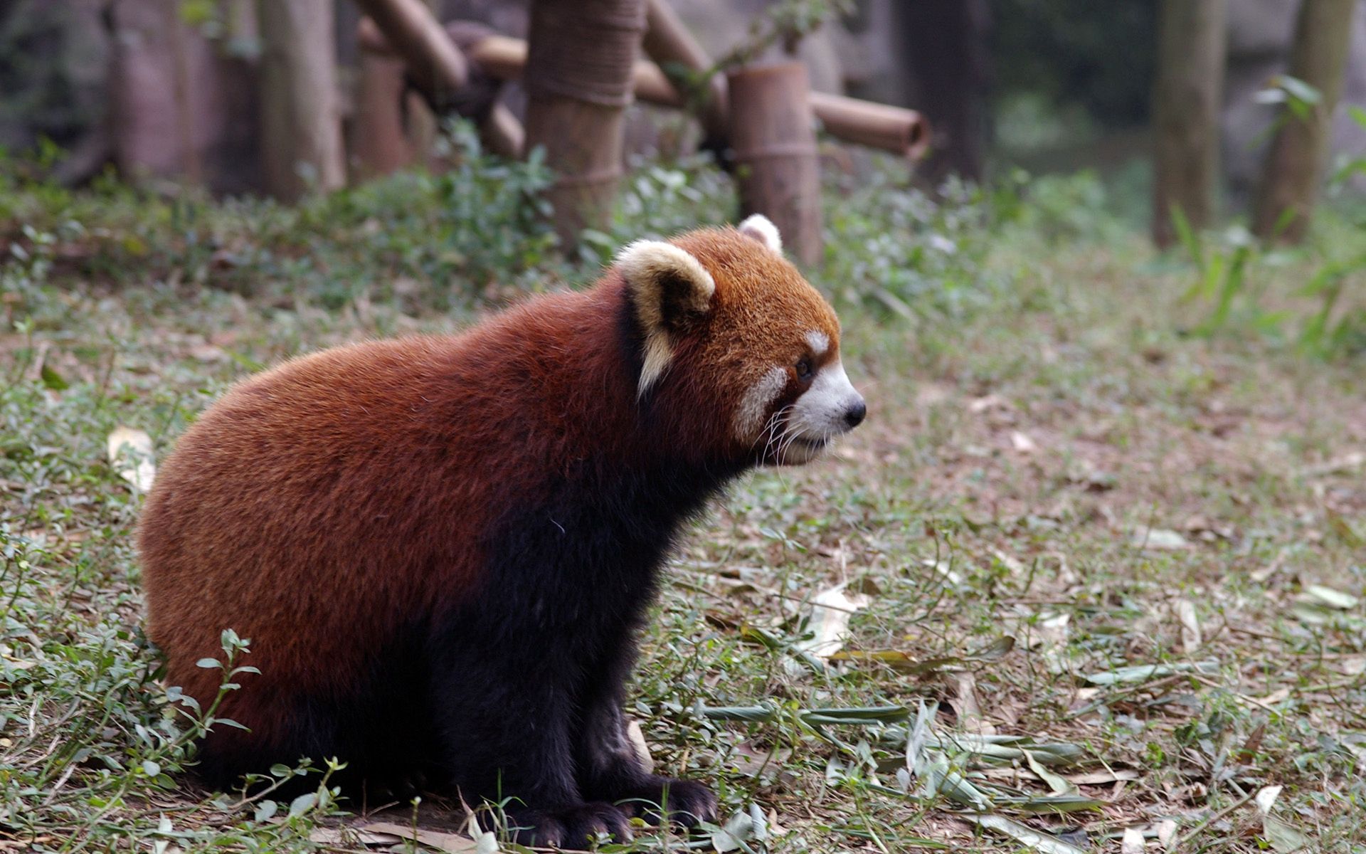 55139 скачать картинку зверек, животные, трава, сидеть, красная панда - обои и заставки бесплатно