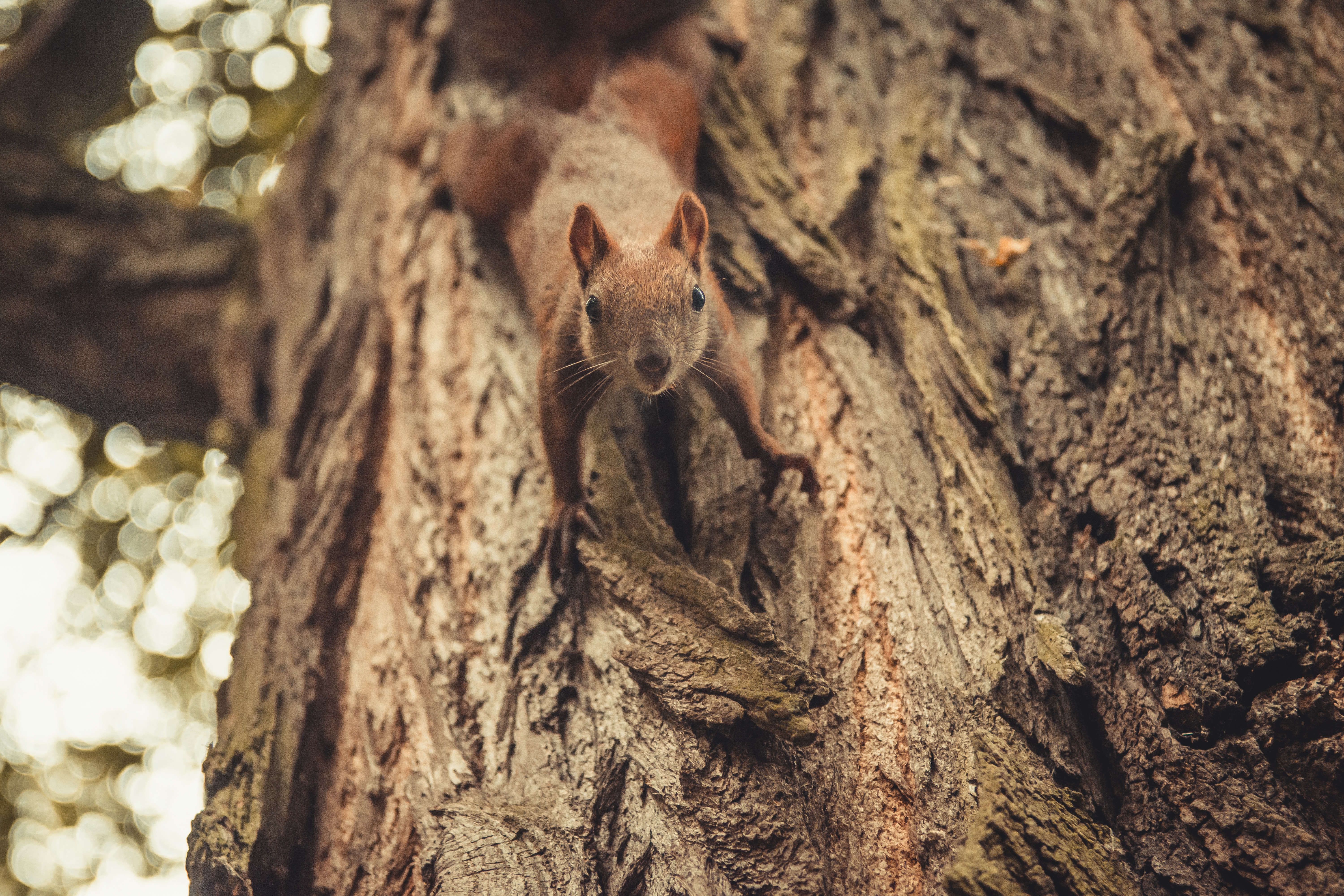 Free download wallpaper Wood, Tree, Sight, Opinion, Animal, Nice, Animals, Sweetheart, Squirrel on your PC desktop