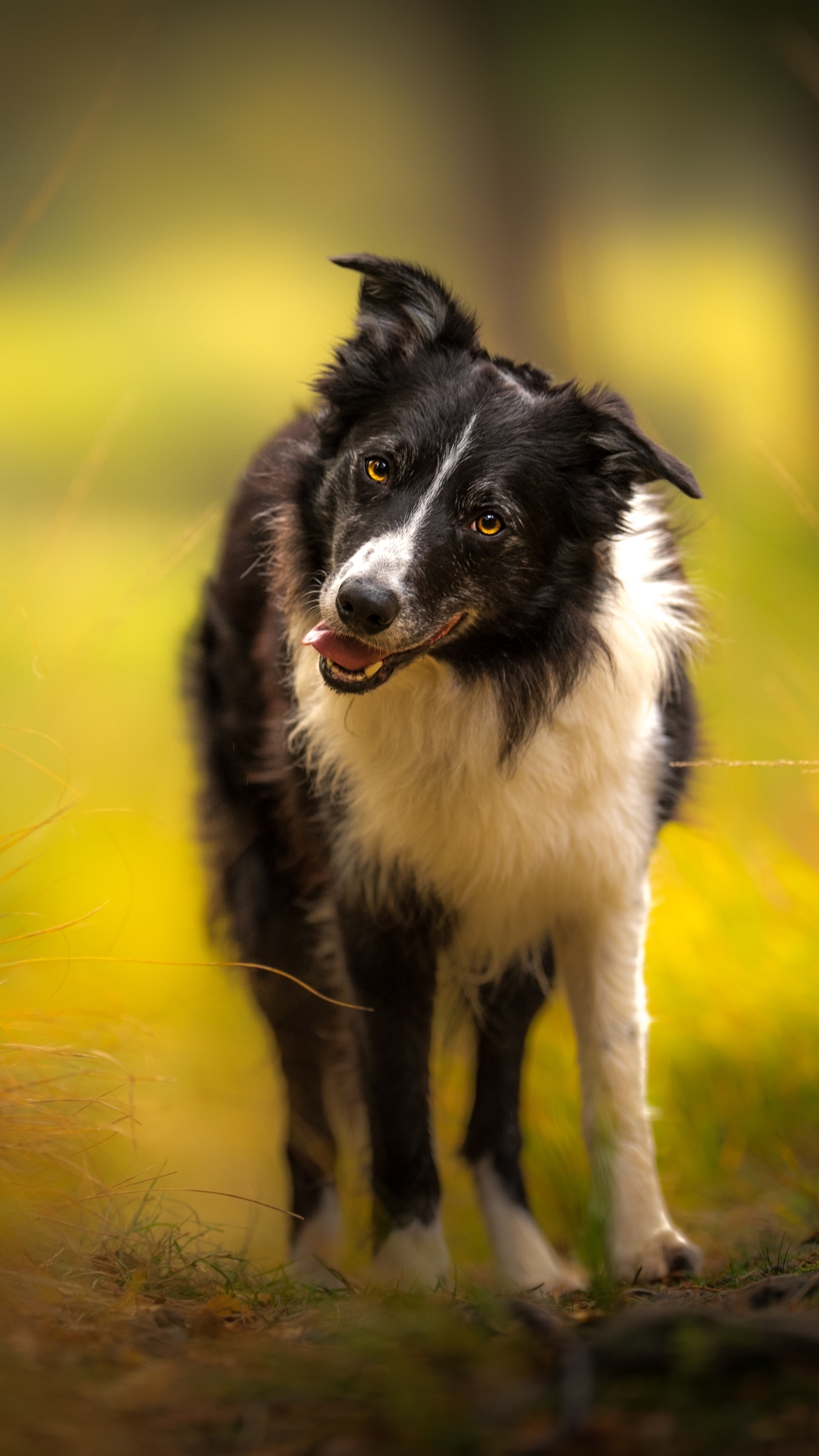 Descarga gratuita de fondo de pantalla para móvil de Animales, Perros, Perro, Collie De La Frontera.