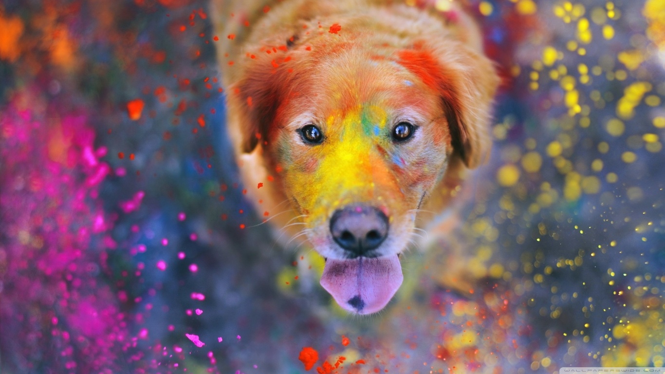 Free download wallpaper Holiday, Holi on your PC desktop