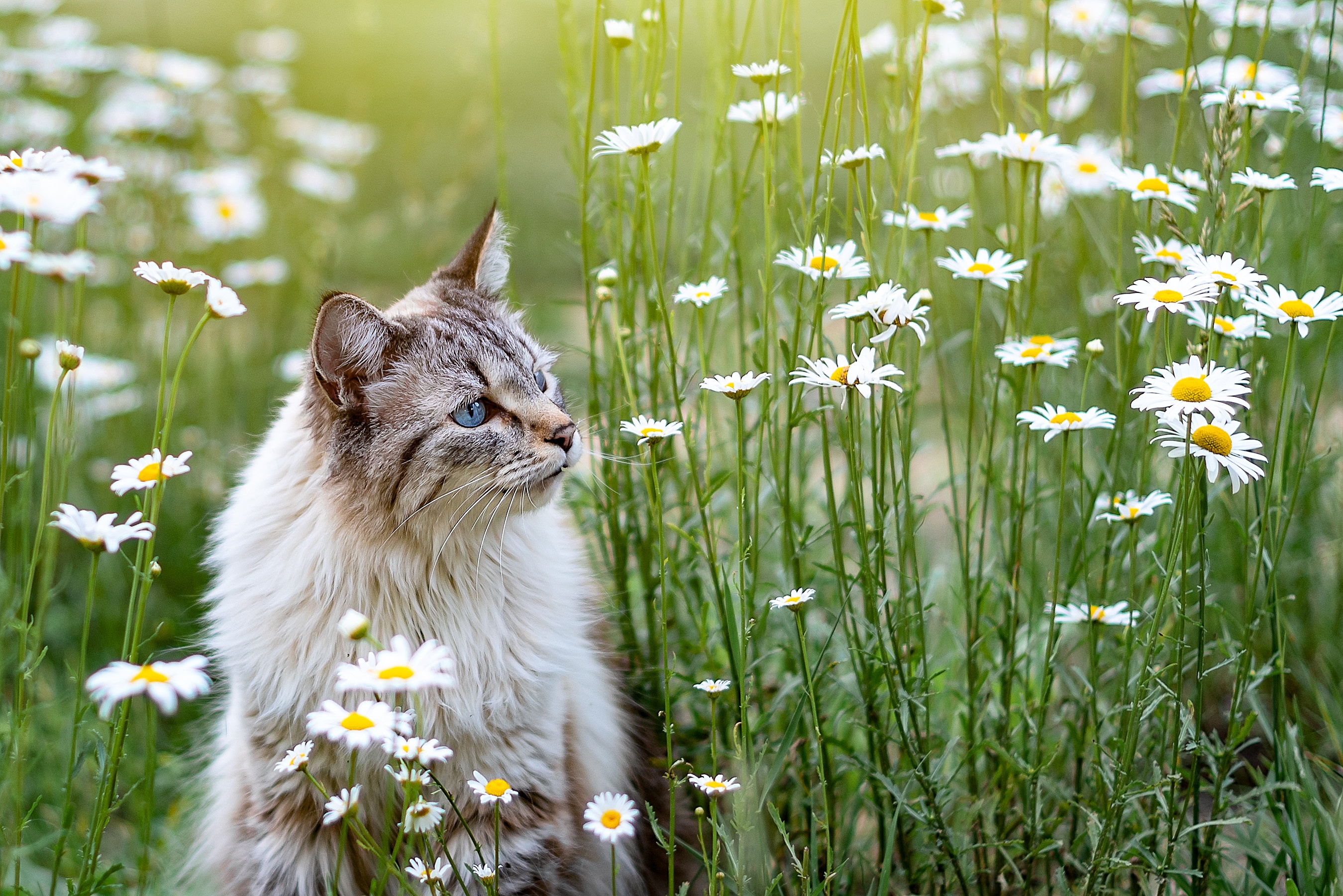 Baixar papel de parede para celular de Gato, Gatos, Animais gratuito.