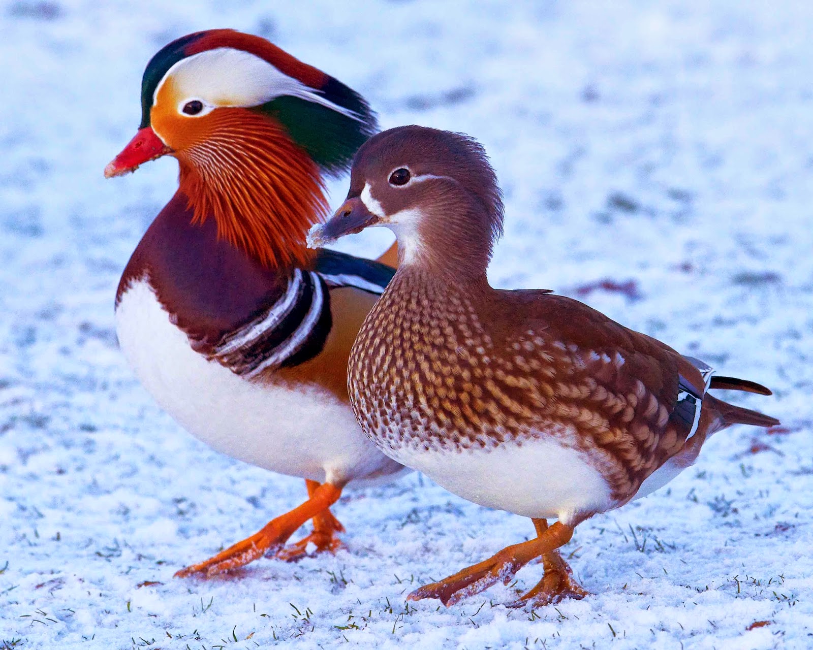 animal, mandarin duck, bird, colorful, duck, birds