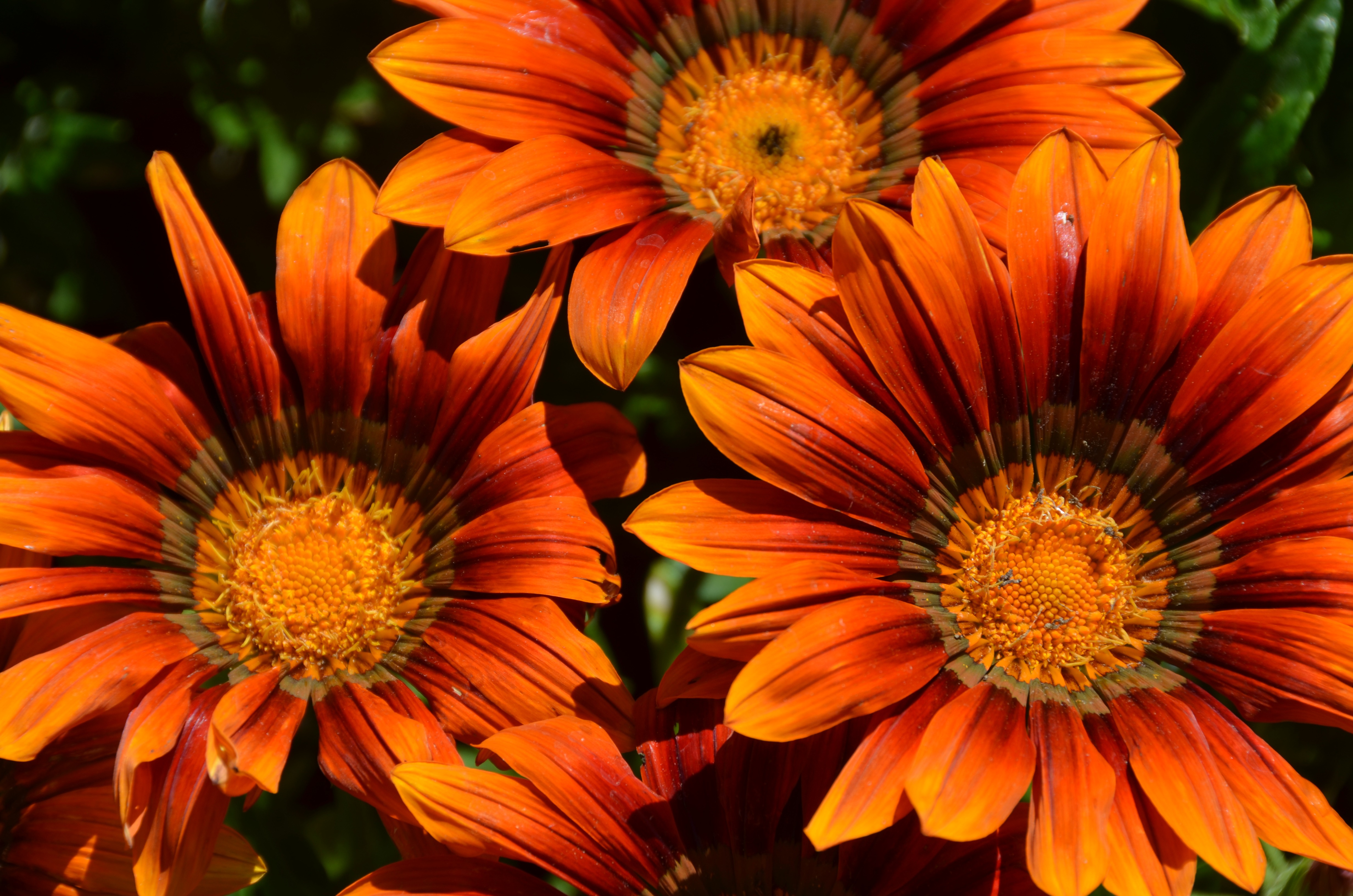 Descarga gratuita de fondo de pantalla para móvil de Naturaleza, Flores, Flor, Tierra/naturaleza, Flor Naranja.