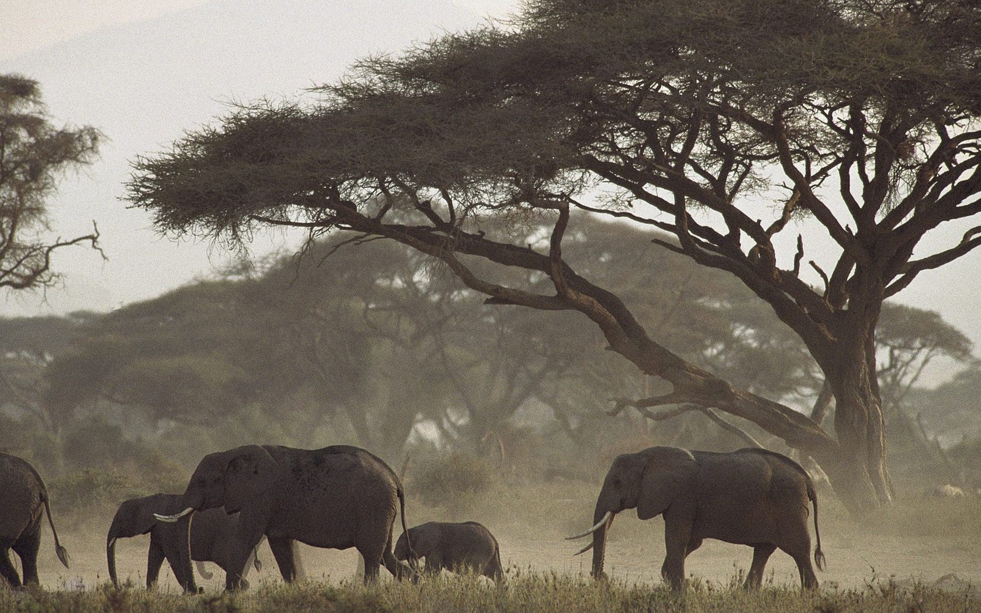 287150 Заставки и Обои Африканский Слон на телефон. Скачать  картинки бесплатно