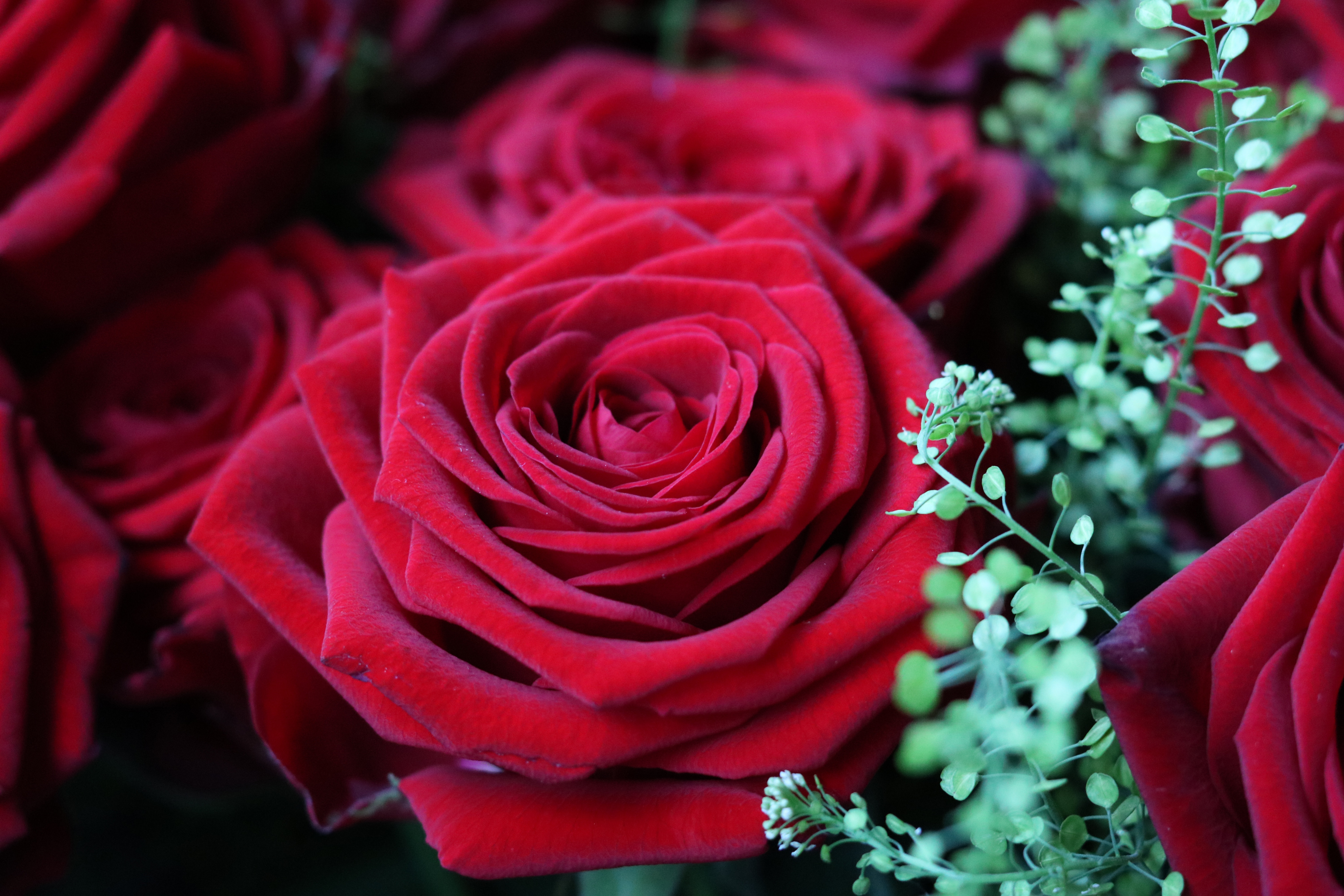 Скачать картинку Роза, Красный, Цветок, Бутон, Цветы в телефон бесплатно.