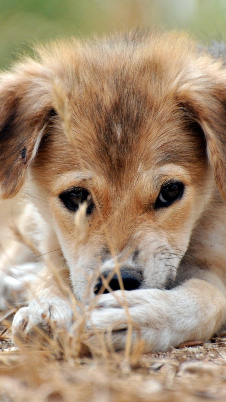 Baixar papel de parede para celular de Animais, Cães, Cão gratuito.