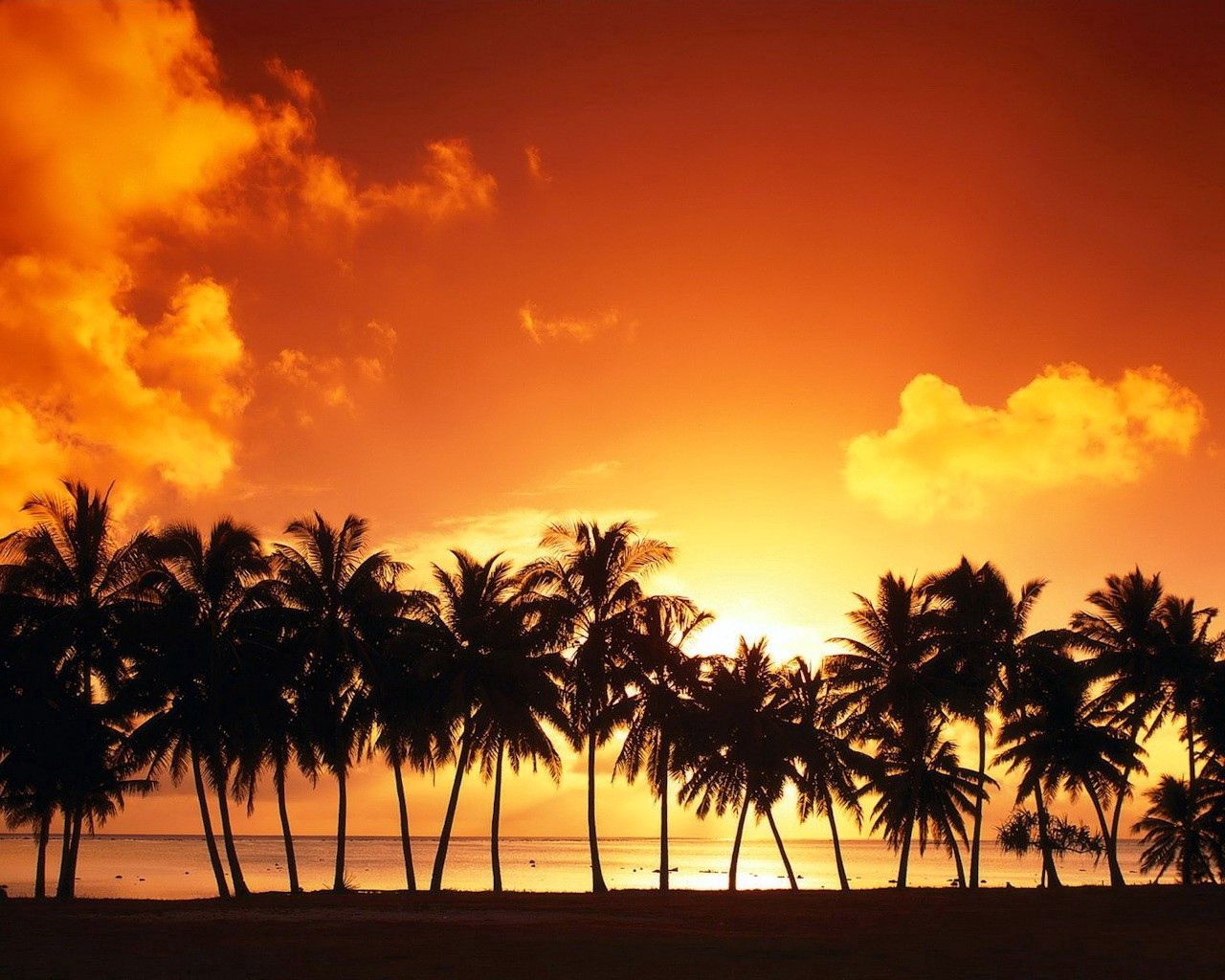 sky, nature, sunset, sea, palms, shore, bank, silhouettes, row