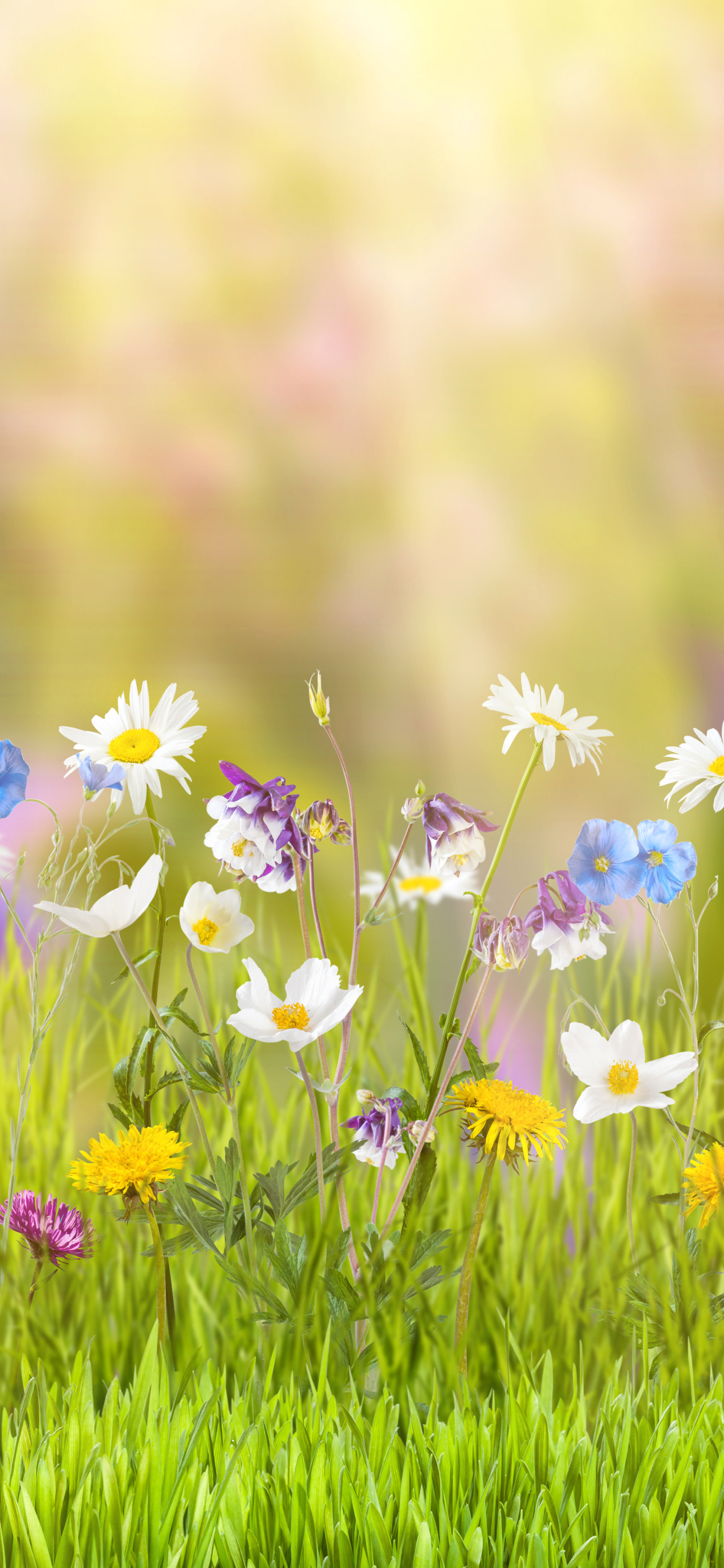Baixar papel de parede para celular de Primavera, Flor Amarela, Flor Branca, Terra/natureza gratuito.