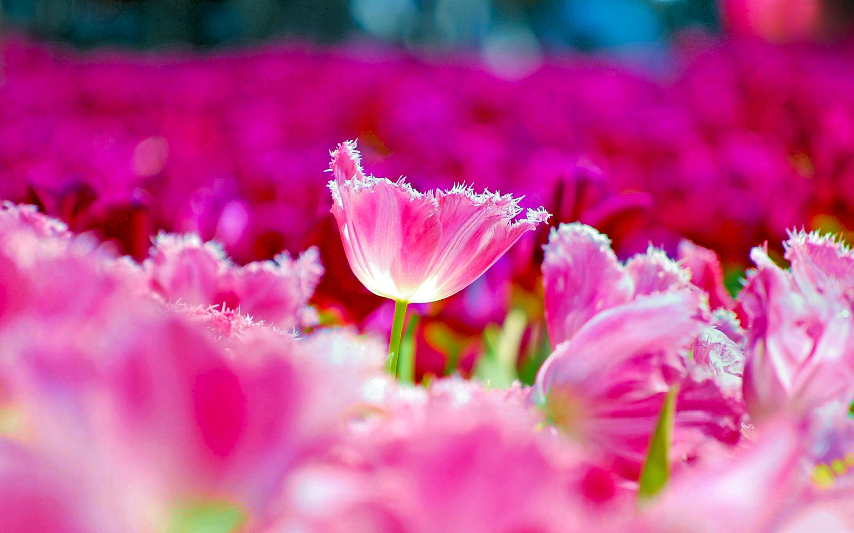 Free download wallpaper Nature, Flowers, Flower, Earth, Colorful, Spring, Tulip, Pink Flower on your PC desktop