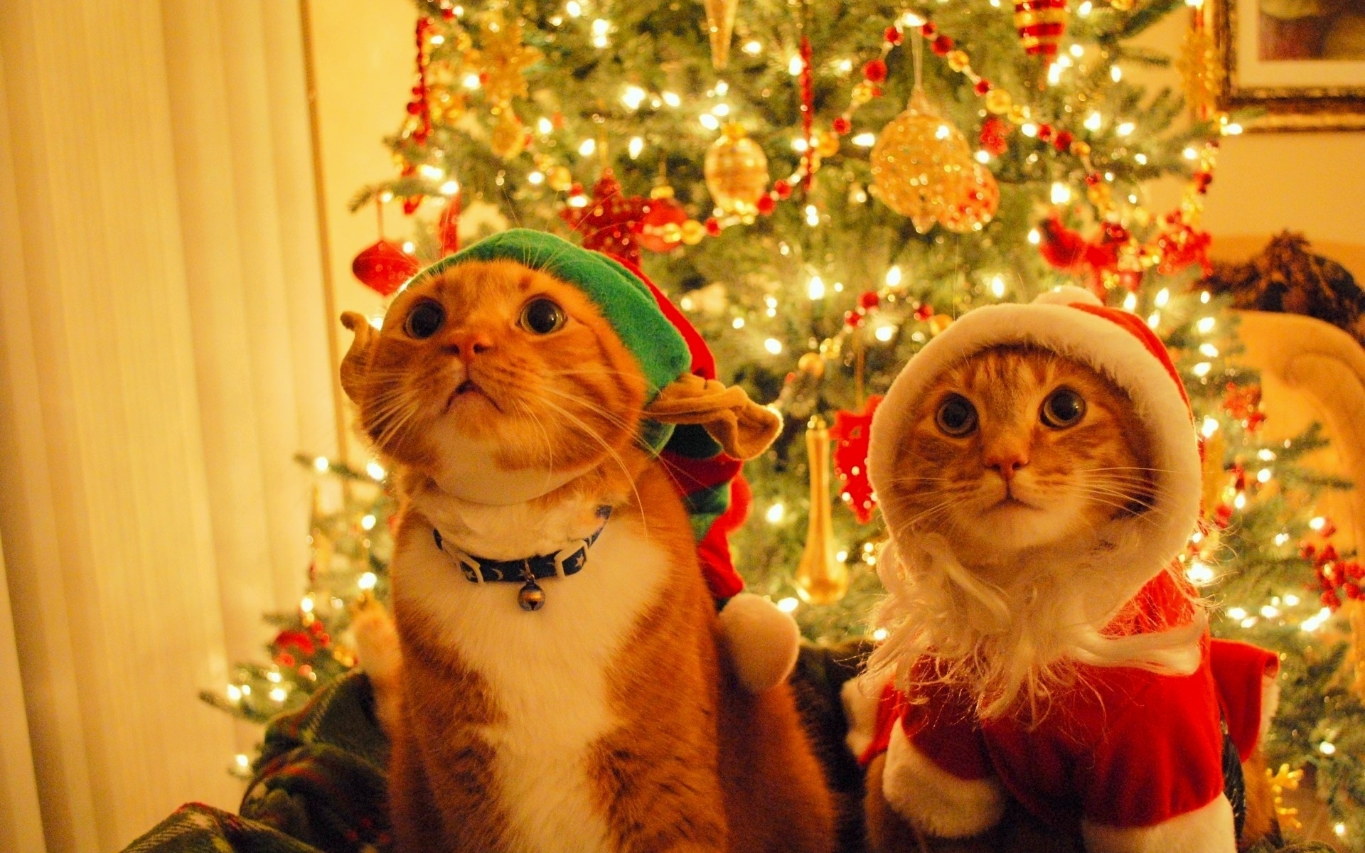 177040 скачать обои юмор, милые, рождественская елка, шляпа санты, праздничные, рождество, кот, рождественские украшения - заставки и картинки бесплатно