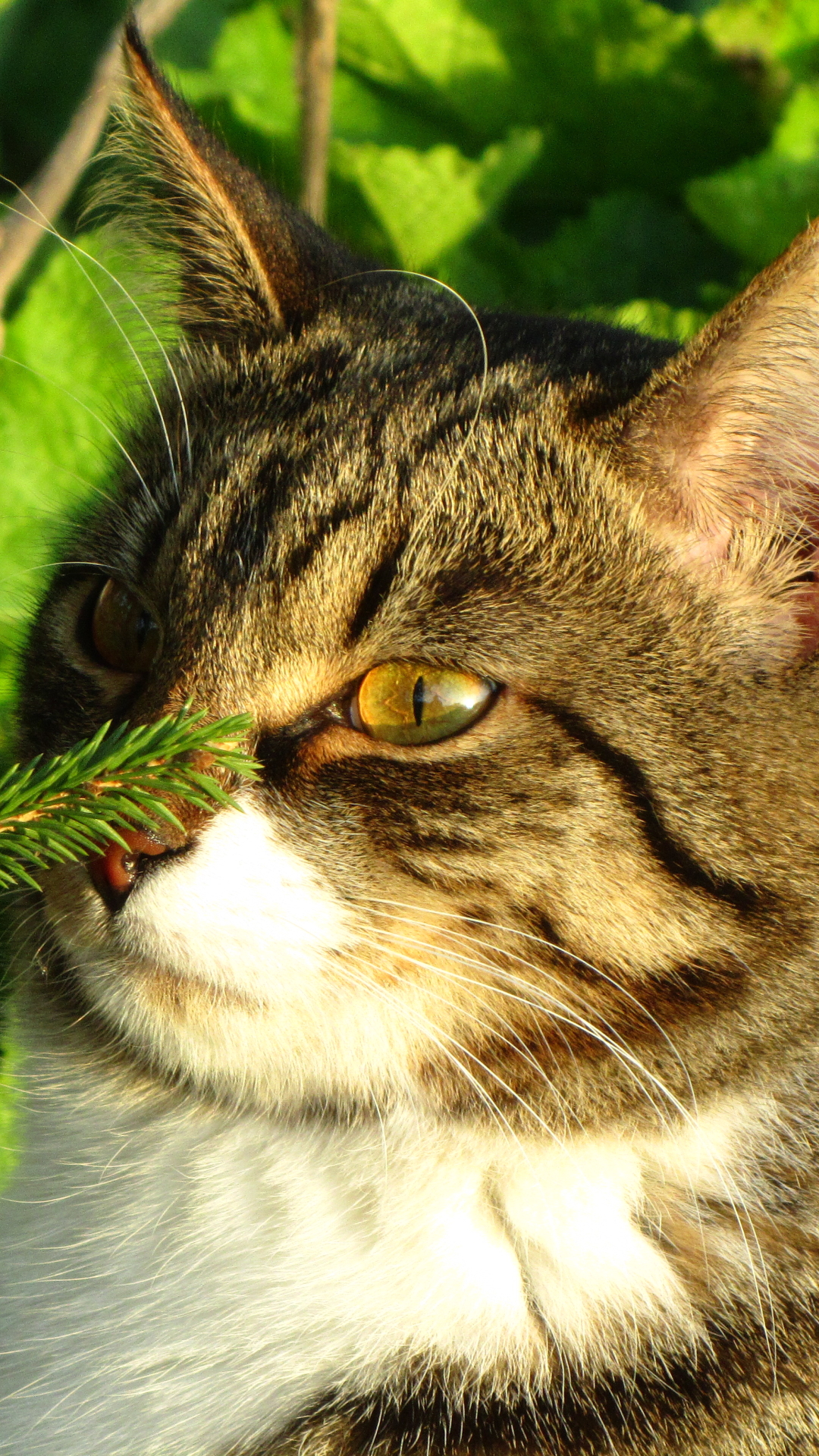 Baixar papel de parede para celular de Animais, Gatos, Gato gratuito.