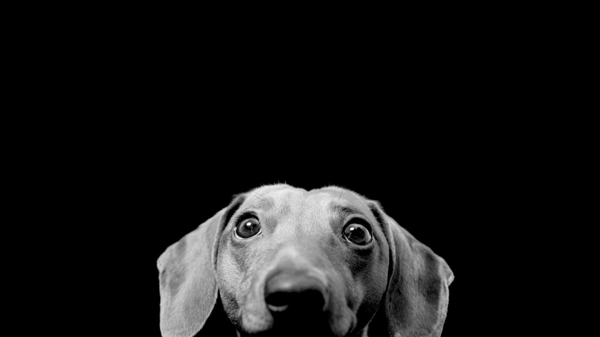 Download mobile wallpaper Dogs, Dog, Animal for free.