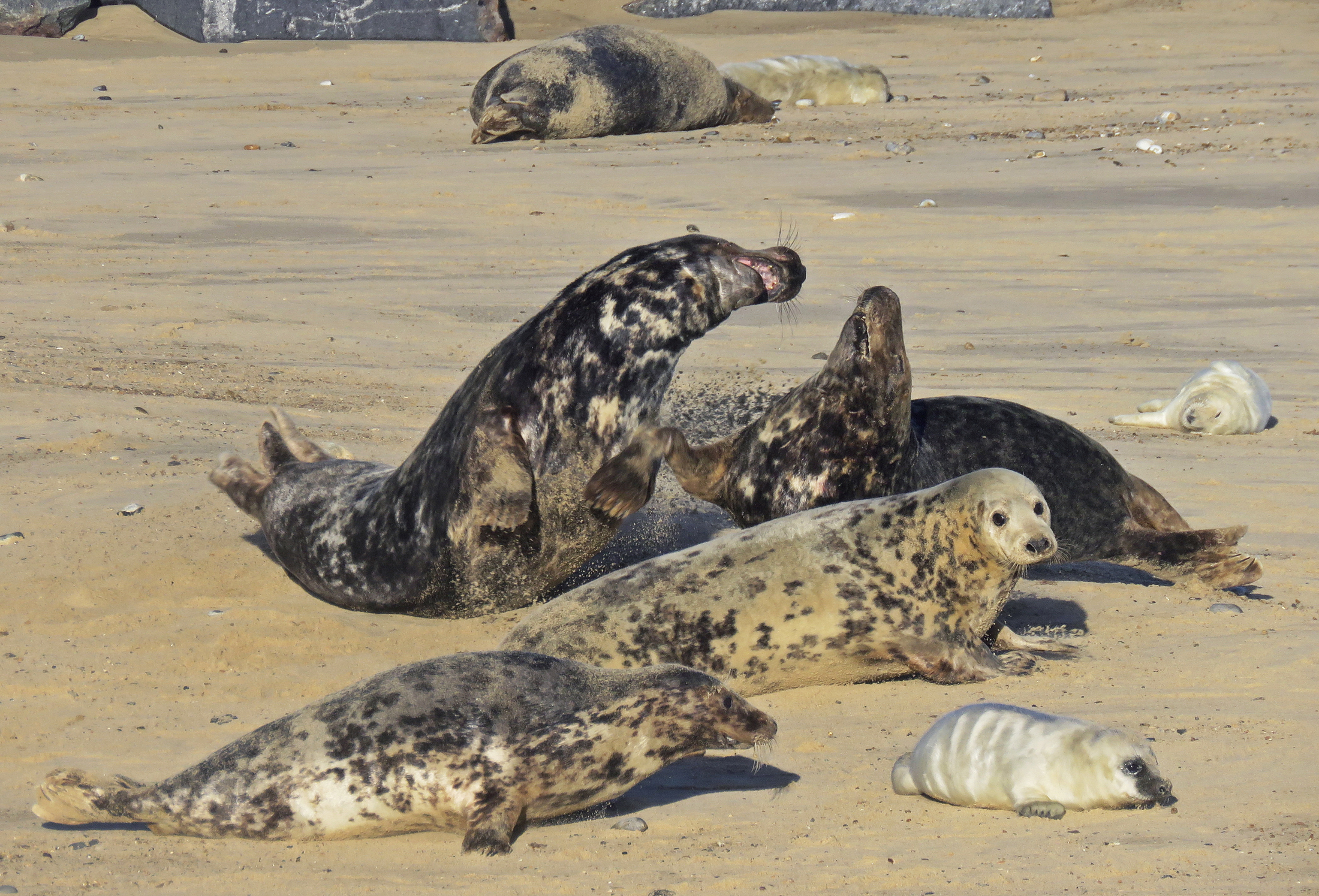 Free download wallpaper Beach, Seals, Animal, Seal, Baby Animal on your PC desktop