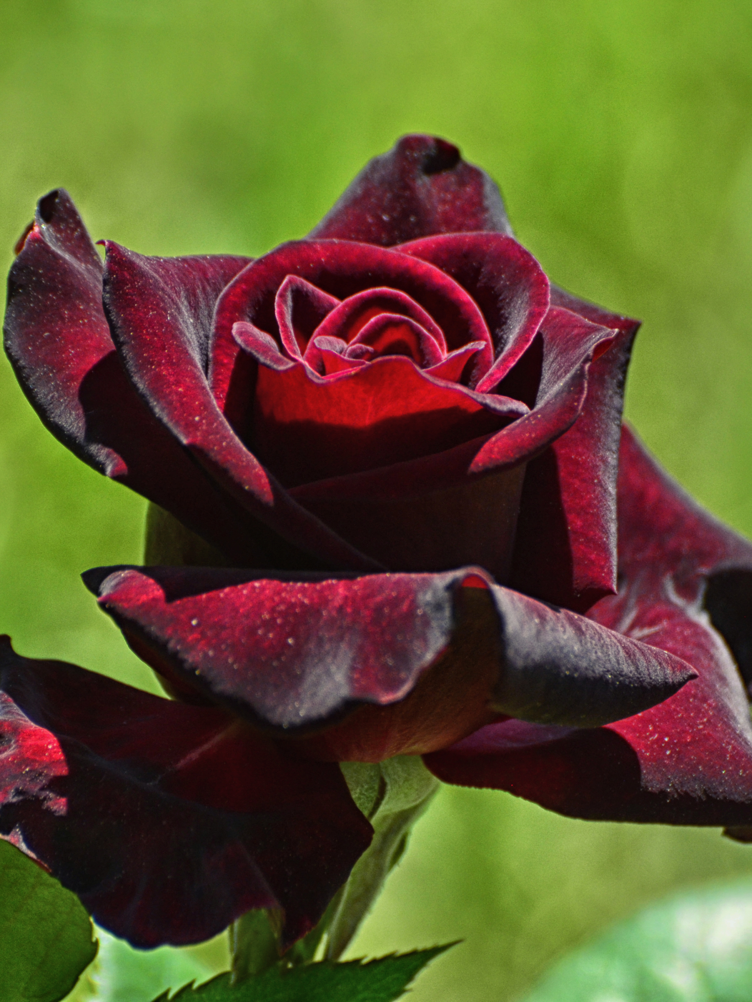 Handy-Wallpaper Blumen, Makro, Rose, Rote Rose, Erde/natur kostenlos herunterladen.