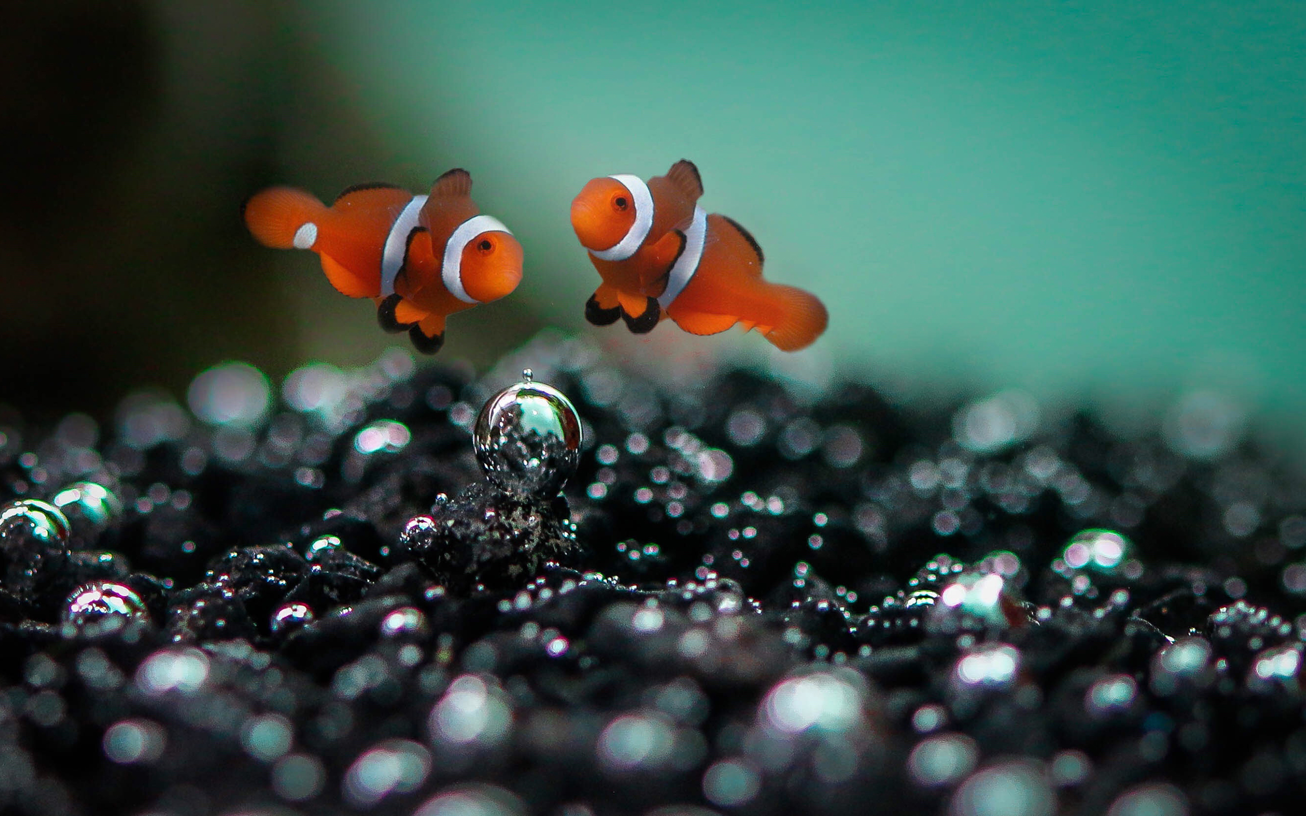 Free download wallpaper Sea, Fishes, Animal, Fish, Underwater, Clownfish on your PC desktop