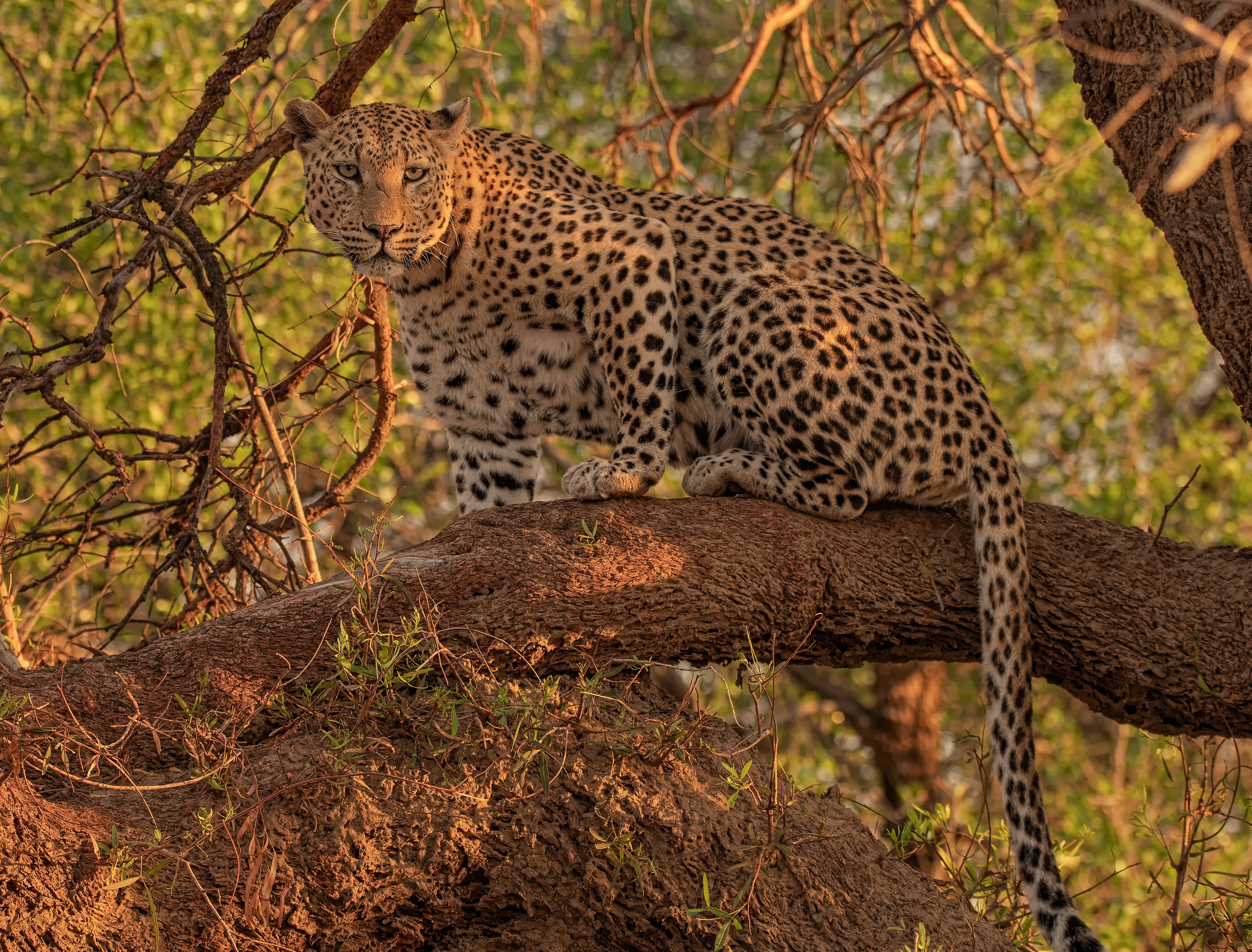 Descarga gratuita de fondo de pantalla para móvil de Animales, Gatos, Leopardo.