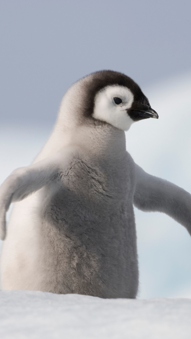 Handy-Wallpaper Tiere, Vögel, Vogel, Pinguin kostenlos herunterladen.